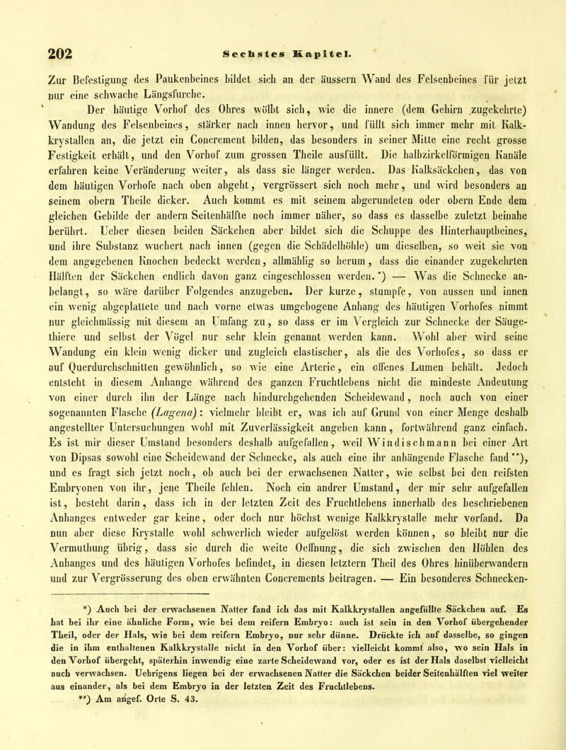 Zur Befestigung des Paukenbeines bildet sich an der äussern Wand des Felsenbeines für jetzt nur eine scliwache Längsfurche. Der häutige Vorhof des Ohres wölbt sich, wie die innere (dem Gehirn zugekehrte) Wandung des Felsenbeines, stärker nach innen hervor, und füllt sich immer mehr mit Kalk- krystallen an, die jetzt ein Concrement bilden, das besonders in seiner Mitte eine recht grosse Festigkeit erhält, und den Vorhof zum grossen Theile ausfüllt. Die halbzirkelförmigen Kanäle erfahren keine Veränderung weiter, als dass sie länger werden. Das Kalksäckchen, das von dem häutigen Vorhofe nach oben abgeht, vergrösscrt sich noch mehr, und wird besonders an seinem obern Theile dicker. Auch kommt es mit seinem abgerundeten oder obern Ende dem gleichen Gebilde der andern Seilenhälfte noch immer näher, so dass es dasselbe zuletzt beinahe berührt. Ueber diesen beiden Säckchen aber bildet sich die Schuppe des Hinterhauptbeines, und ihre Sul)stanz wuchert nach innen (gegen die Schädelhöhle) um dieselben, so weit sie von dem angegebenen Knochen bedeckt werden, allmählig so herum, dass die einander zugekehrten Hälften der Säckchen endlich davon ganz eingeschlossen werden. *) — Was die Schnecke an- belangt , so wäre darüber Folgendes anzugeben. Der kurze, stumpfe, von aussen und innen ein wenig abgeplattete und nach vorne etwas umgebogene Anhang des häutigen Vorhofes nimmt nur gleichmässig mit diesem an Umfang zu, so dass er im Vergleich zur Schnecke der Säuge- thiere und selbst der Vögel nur sehr klein genannt werden kann. Wohl aber wird seine Wandung ein klein wenig dicker und zugleich elastischer, als die des Vorhofes, so dass er auf Querdurchschnitten gewöhnlich, so wie eine Arterie, ein olfenes Lumen behält. Jedoch entsteht in diesem Anhange während des ganzen Fruchtlebens nicht die mindeste Andeutung von einer durch ihn der Länge nach hindurchgehenden Scheidewand, noch auch von einer sogenannten Flasche (Lagena): vielmehr bleibt er, was ich auf Grund von einer Menge deshalb angestellter Untersuchungen wohl mit Zuverlässigkeit angeben kann, fortwährend ganz einfach. Es ist mir dieser Umstand besonders deshalb aufgefallen, weil Windischmann bei einer Art von Dipsas sowohl eine Scheidewand der Schnecke, als auch eine ihr anhängende Flasche fand**), und es fragt sich jetzt noch, ob auch bei der erwachsenen Natter, wie selbst bei den reifsten Embryonen von ihr, jene Theile fehlen. Noch ein andrer Umstand, der mir sehr aufgefallen ist, besteht darin, dass ich in der letzten Zeit des Fruchtlebens innerhalb des beschriebenen Anhanges entweder gar keine, oder doch nur höchst wenige Kalkkrystalle mehr vorfand. Da nun aber diese Krystalle wohl schwerlich wieder aufgelöst werden können, so bleibt nur die Vermuthung übrig, dass sie durch die weite Oeffnung, die sich zwischen den Höhlen des Anhanges und des häutigen Vorhofes befindet, in diesen letztern Theil des Ohres hinüberwandern und zur Vergrösserung des oben erwähnten Concrements beitragen. — Ein besonderes Schnecken- *) Auch bei der erwaclisenen Natter fand icL das mit Kalkkrystallen angefüllte SäckcLen auf. Es hat bei ihr eine ähnliche Form, wie bei dem reifern Embryo: auch ist sein in den Vorhof übergehender Theil, oder der Hals, wie bei dem reifern Embryo, nur sehr dünne. Drückte ich auf dasselbe, so gingen die in ihm enthaltenen Kalkkrystalle nicht in den Vorhof über: vielleicht kommt also, wo sein Hals in den Vorhof übergeht, späterhin inwendig eine zarte Scheidewand vor, oder es ist der Hals daselbst vielleicht auch verwachsen. Uebrigens liegen bei der erwachsenen Natter die Säckchen beider Seitenhälften viel weiter aus einander, als bei dem Embryo in der letzten Zeit des Fruchtlebeus. **) Am arigef. Orte S. 43.