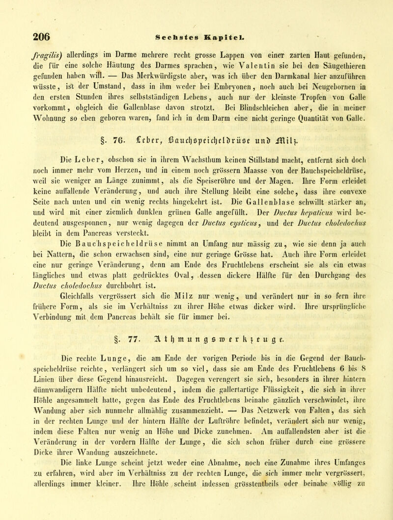 fragilis) allerdings im Darme mehrere recht grosse Lappen von einer zarten Haut gefunden, die für eine solche Häutung des Darmes sprachen, wie Valentin sie bei den Säugethieren gefunden haben will. — Das Merkwürdigste aber, was ich über den Darmkanal hier anzuführen wüsste, ist der Umstand, dass in ihm weder bei Embryonen, noch auch bei Neugebornen in den ersten Stunden ihres selbstständigen Lebens, auch nur der kleinste Tropfen von GaUe vorkommt, obgleich die Gallenblase davon strotzt. Bei Blindschleichen aber, die in meiner Wohnung so eben geboren waren, fand ich in dem Darm eine nicht geringe Quantität von Galle. §. 76. Cfber, ^Baudjspeidjelörüse unir iHil^ Die Leber, obschon sie in ihrem Wachsthum keinen Stillstand macht, entfernt sich doch noch immer mehr vom Herzen, und in einem noch grössern Maasse von der Bauchspeicheldrüse, weil sie weniger an Länge zunimmt, als die Speiseröhre und der Magen. Ihre Form erleidet keine auffallende Veränderung, und auch ihre Stellung bleibt eine solche, dass ihre convexe Seite nach unten und ein wenig rechts hingekehrt ist. Die Gallenblase schwillt stärker an, und wird mit einer ziemlich dunklen grünen Galle angefüllt. Der Ductus hepaticus wird be- deutend ausgesponnen, nur wenig dagegen der Ductus cysticus, und der Ductus choledochus bleibt in dem Pancreas versteckt. Die Bauchspeicheldrüse nimmt an Umfang nur mässig zu, wie sie denn ja auch bei Nattern, die schon erwachsen sind, eine nur geringe Grösse hat. Auch ihre Form erleidet eine nur geringe Veränderung, denn am Ende des Fruchtlebens erscheint sie als ein etwas längliches und etwas platt gedrücktes Oval, .dessen dickere Hälfte für den Durchgang des Ductus choledochus durchbohrt ist. Gleichfalls vergrössert sich die Milz nur wenig, und verändert nur in so fern ihre frühere Form, als sie im Verhältniss zu ihrer Höhe etwas dicker wird. Ihre ursprüngliche Verbindung mit dem Pancreas behält sie für immer bei. §. 77- 2ltl)mungsiöfrk?fugc. Die rechte Lunge, die am Ende der vorigen Periode bis in die Gegend der Bauch- speicheldrüse reichte, verlängert sich um so viel, dass sie am Ende des Fruchtlebens 6 bis 8 Linien über diese Gegend hinausreicht. Dagegen verengert sie sich, besonders in ihrer hintern dünnwandigem Hälfte nicht unbedeutend , indem die gallertartige Flüssigkeit, die sich in ihrer Höhle angesammelt hatte, gegen das Ende des Fruchtlebens beinahe gänzlich verschwindet, ihre Wandung aber sich nunmehr allmählig zusammenzieht. — Das Netzwerk von Falten, das sich in der rechten Lunge und der hintern Hälfte der Luftröhre befindet, verändert sich nur wenig, indem diese Falten nur wenig an Höhe und Dicke zunehmen. Am auffallendsten aber ist die Veränderung in der vordem Hälfte der Lunge, die sich schon früher durch eine grössere Dicke ihrer Wandung auszeichnete. Die linke Lunge scheint jetzt weder eine Abnahme, noch eine Zunahme ihres Umfanges zu erfahren, wird aber im Verhältniss zu der rechten Lunge, die sich immer mehr vergrössert, allerdings immer kleiner. Ihre Höhle scheint indessen grösstentheils oder beinahe völlig zu