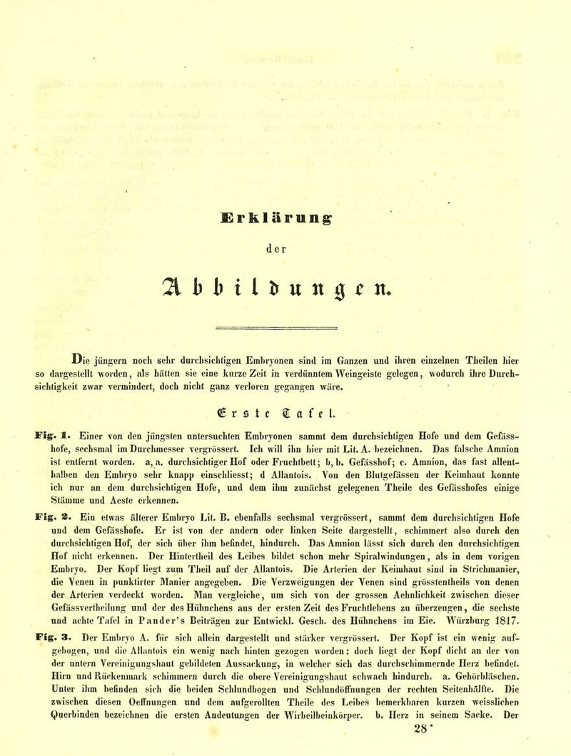 der Die Jüngern noch sehr durchsiclitigen Embryonen sind im Ganzen und ihren einzelnen Theilen hier so dargestellt worden, als hätten sie eine kurze Zeit in verdünntem Weingeiste gelegen, wodurch ihre Durch- sichtigkeit zwar vermindert, doch nicht ganz verloren gegangen wäre. € r s t c 2; a f f Fig. 1. Einer von den jüngsten untersuchten Embryonen sammt dem durchsichtigen Hofe und dem Gefäss- hofe, sechsmal im Durchmesser vergrössert. Ich will ihn hier mit Lit. A. bezeichnen. Das falsche Amnion ist entfernt wozden. a, a. durchsichtiger Hof oder Fruchtbett; b, b. Gefiisshof; c. Amnion, das fast allent- halben den Embryo sehr knapp einschliesst; d Allantois. Von den Blutgefässen der Keimhaut konnte ich nur an dem durchsichtigen Hofe, und dem ihm zunächst gelegenen Theile des Gefässhofes einige Stämme und Aeste erkennen. Fig. 8. Ein etwas älterer Embryo Lit. B. ebenfalls sechsmal vergrössert, sammt dem durchsichtigen Hofe und dem Gefässhofe. Er ist von der andern oder linken Seite dargestellt, schimmert also durch den durchsichtigen Hof, der sich über ihm befindet, hindurch. Das Amnion lässt sich durch den durchsichtigen Hof nicht erkennen. Der Hintertheil des Leibes bildet schon mehr Spiralwindungen, als in dem vorigen Embryo. Der Kopf liegt zum Theil auf der Allantois. Die Arterien der Keimhaut sind in Strichmanier, die Venen in punktirter Manier angegeben. Die Verzweigungen der Venen sind grosstentheils von denen der Arterien verdeckt worden. Man vergleiche, um sich von der grossen Aehnlichkeit zwischen dieser Gefässvertheilung und der des Hühnchens aus der ersten Zeit des Fruchtlebens zu überzeugen, die sechste und achte Tafel in Pander's Beiträgen zur Entwickl. Gesch. des Hülmchens im Eie. Wüi-zburg 1817. Fig. 3. Der Embryo A. für sich allein dargestellt und stärker vergrössert. Der Kopf ist ein wenig auf- gebogen, und die Allantois ein wenig nach hinten gezogen worden: doch Hegt der Kopf dicht an der von der untern Vereinigungshaut gebildeten Aussackung, in welcher sich das durchschimmernde Herz befindet. Hirn und Rückenmark schimmern durch die obere Vereinigungshaut schwach hindurch, a. Gehörbläschen. Unter ihm befinden sich die beiden Schlundbogen und Sclilundöffnungen der rechten Seitenhälfte. Die zwischen diesen Oelfnungen und dem aufgerollten Theile des Leibes bemerkbaren kurzen weisslichen Qaerbinden bezeichnen die ersten Andeutungen der Wirbeilbeinkörper. b. Herz in seinem Sacke. Der 28 *