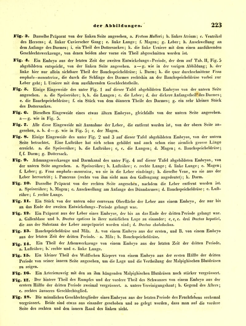 Fig. 3. Dasselbe Präparat von der linlcen Seite angesehen, a. Frctum Hallen; b. linkes Atrium; c. Ventrikel des Herzens; d. linker Cuvierscher Gang; e. linke Lunge; f. Magen; g. Leber; h. Anschwellung an dem Anfange des Darmes; i. ein Theil des Dottersackes; k. die linke Urniere mit dem einen ausführenden Geschlechtswerlczeuge, von denen beiden aber vorne ein Theil abgeschnitten worden ist. IPig' 4' Ein Embryo aus der letzten Zeit der zweiten Entwickelungs-Periode, der dem auf Tab. II, Fig. 5 abgebildeten entspricht, a'ou der linken Seite angesehen, a — g. wie in der vorigen Abbildung; h. der linke hier nur allein sichtbare Theil der Bauchspeicheldrüse; i. Darm; k. die quer durchschnittene Vena omplialo-mesenterica, die durch die Schlinge des Darmes rechtshin an der Bauchspeicheldrüse vorbei zur Leber geht; 1. Urniere mit dem ausführenden Geschlechtstheile. Fig. 5. Einige Eingeweide des unter Fig. 1 auf dieser Tafel abgebildeten Embryos von der untern Seite angesehen, a. die Speiseröhre; b, b. die Lungen; c. die Leber; d. der dickere Anfangsthcil'des Darmes; e. die Bauchspeicheldrüse; f. ein Stück von dem dünnern Theile des Darmes; g. ein sehr kleines Stück des Dottersackes. Fig. 6. Dieselben Eingeweide eines etwas altern Embryos, gleichfalls von der untern Seite angesehen, a — g. wie in Fig. 5. Fig. 7. Alle diese Eingeweide mit Ausnahme der Leber, die entfernt worden ist, von der obern Seite an- gesehen, a. b. d — g. wie in Fig. 5; c. der Magen. Fig. 8. Einige Eingeweide des unter Fig. 2 und 3 auf dieser Tafel abgebildeten Embryos, von der untern Seite betrachtet. Eine Luftröhre hat sich schon gebildet und auch schon eine zieuilicli grosse Länge erreicht, a. die Speiseröhre; b. die Luftröhre; c, c. die Lungen; d. Magen; e. Bauchspeicheldrüse; f, f. Darm; g. Dottersack. Fig. 9. Athmungswerkzeuge und Darmkanal des unter Fig. 4 auf dieser Tafel abgebildeten Embryos, von der untern Seite angesehen, a. Speiseröhre; b. Luftröhre; c. rechte Lunge; d. linke Lunge; e. Magen; f. Leber; g. Vena omphalo-meseraica, wo sie in die Leber eindringt; h. dieselbe Vene, wo sie aus der Leber hervortritt; i. Pancreas (rechts von ihm sieht man den Gallengang angedeutet); k. Darm. Fig. lO. Dasselbe Präparat von der rechten Seite angesehen, nachdem die Leber entfernt worden ist. a. Speiseröhre; b. Magen; c. Anschwellung am Anfange des Dünndarmes; d. Bauchspeicheldrüse; e. Luft- röhre ; f. rechte Lunge. Fig. 11. Ein Stück von der untern oder convexen Oberfläche der Leber aus einem Embryo, der nur bis an das Ende der zweiten Entwickelungs-Periode gelangt war. Fig. 18. Ein Präparat aus der Leber eines Embryos, der bis an das Ende der dritten Periode gelangt war. a. Gallenblase und b. Ductus cysticiis in ihrer natürliclien Lage zu einander; c, c, c. drei Ducüis hepatlci, die aus der Substanz der Leber auspräparirt worden sind; d. Ductus choledoclms. Fig. 13. Bauchspeicheldrüse und Milz. A. von einem Embryo aus der ersten, und B. von einem Embryo aus der letzten Zeit der dritten Periode, a. Milz; b. Bauchspeicheldrüse. Fig. 14^. Theil der Athemwerkzeuge von einem Embryo aus der letzten Zeit der dritten Periode. a. Luftröhre; b. rechte und c. linke Lunge. Fig. 15. Ein kleiner Theil des WolfTschen Körpers von einem Embryo aus der ersten Hälfte der dritten Periode von seiner innern Seite angesehen, um die Lage und die VertheUung der Malpighischen Blutdrüsen zu zeigen. Fig. 16. Ein Arterienzweig mit den an ihm hängenden Malpighischen Blutdrüsen noch stärker vergrössert. Fig. 1?. Der hintere Theil des Rumpfes und der vordere Theil des Schwanzes von einem Embryo aus der erstem Hälfte der dritten Periode zweimal vergrössert. a. untere Vereinigungshaut; b. Gegend des Afters; c. rechtes äusseres Geschlechtsglied. Fig. 18. Die männlichen Geschlechtsglieder eines Embryos aus der letzten Periode des Fruchtlebens sechsmal vergrössert. Beide sind etwas aus einander geschoben und so gelegt worden, dass man auf die vordere Seite des rechten und den innern Rand des linken sieht.
