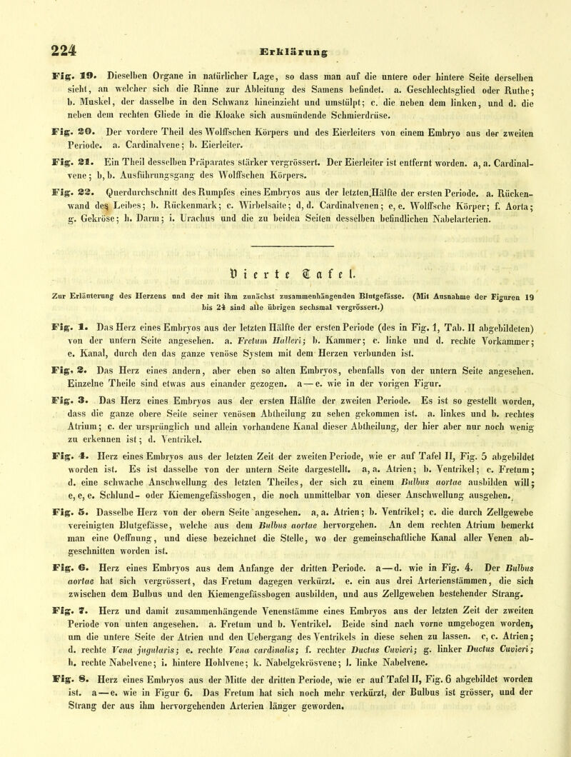 Fig. 19. Dieselben Organe in natürlicher Lage, so dass man auf die untere oder Lintere Seite derselben sieht, an welcher sich die Rinne zur Ableitung des Samens befindet, a. Geschlechtsglied oder Ruthe; b. Muskel, der dasselbe in den Schwanz hineinzieht und umstülpt; c. die neben dem linken, und d. die neben dem rechten Gliede in die Kloake sich ausmündende Schmierdrüse. Fig. SO. Der vordere Theil des WollTschen Körpers und des Eierleiters von einem Embryo aus der zweiten Periode, a. Cardinalvene; b. Eierleiter. Fig. SI. Ein Theil desselben Präparates stärker vergrössert. Der Eierleiter ist entfernt worden, a, a. Cardinal- vene ; b, b. Ausführimgsgang des WollTschen Körpers. Fig. 22. Querdurchschnitt des Rumpfes eines Embryos aus der letzten.Hälfte der ersten Periode, a. Rücken- wand de^ Leibes; b. Rückenmark; c. Wirbelsaite; d, d. Cardinalvenen; e, e. Wolffsche Körper; f. Aorta; g. Gekröse; h. Darm; i. Urachus und die zu beiden Seiten desselben befindlichen Nabelarterien. Zur Erlänternng des Herzens nnd der mit ihm zunächst zusammenhängenden Blutgefässe. (Mit Ausnahme der Fi|faren 19 bis 24 sind alle übrigen sechsmal Tergrössert.) Flg. 1. Das Herz eines Embryos aus der letzten Hälfte der ersten Periode (des in Fig. 1, Tab. H abgebildeten) von der untern Seite angesehen, a. Fretiim Hallen; b. Kammer; c. linke und d. rechte Vorkammer; e. Kanal, durch den das ganze venöse System mit dem Herzen verbunden ist. Fig, 3. Das Herz eines andern, aber eben so alten Embryos, ebenfalls von der untern Seite angesehen. Einzelne Theile sind etwas aus einander gezogen, a — e. wie in der vorigen Figur. Fig. 3. Das Herz eines Embryos aus der ersten Hälfte der zweiten Periode. Es ist so gestellt worden, dass die ganze obere Seite seiner venösen Abtheilung zu sehen gekommen ist. a. linkes und b. rechtes Atrium; c. der ursprünglich und allein, vorhandene Kanal dieser Abtheilung, der hier aber nur noch wenig zu erkennen ist; d. Ventrikel. Fig. 4. Herz eines Embryos aus der letzten Zeit der zweiten Periode, wie er auf Tafel H, Fig. 5 abgebildet worden ist. Es ist dasselbe von der untern Seite dargestellt, a, a. Atrien; b. Ventrikel; c. Fretum; d. eine schwache Anschwellung des letzten Theiles, der sich zu einem Bulbus aortae ausbilden will; e, e, e. Schlund- oder Kiemengefässbogen, die noch unmittelbar von dieser Anschwellung ausgehen.^ Fig. 5. Dasselbe Herz von der obern Seite angesehen, a,a. Atrien; b. Ventrikel; c. die durch Zellgewebe vereinigten Blutgefässe, welche aus dem Bulbus aortae hervorgehen. An dem rechten Atrium bemerkt man eine Oeffnung, und diese bezeichnet die Stelle, wo der gemeinschaftliche Kanal aller Venen ab- geschnitten worden ist. Fig. 6. Herz eines Embryos aus dem Anfange der dritten Periode, a—d. wie in Fig. 4. Der Bulbus aortae hat sich vergrössert, das Fretum dagegen verkürzt, e. ein aus drei Arterienstämmen, die sich zwischen dem Bulbus und den Kiemengefässbogen ausbilden, und aus Zellgeweben bestehender Strang. Fig. 7. Herz und damit zusammenhängende Venenstämme eines Embryos aus der letzten Zeit der zweiten Periode von unten angesehen, a. Fretum und b. Ventrikel. Beide sind nach vorne umgebogen worden, um die untere Seite der Atrien und den Uebergang des Ventrikels in diese sehen zu lassen, c, c. Atrien; d. rechte Vena jiigularis; e. rechte Vena cardinalis; f. rechter Ductus Cuvieri; g. linker Ductus Cuvieri; h. rechte Nabelvene; i. hintere Hohlvene; k. Nabelgekrösvene; 1. linke Nabelvene. Fig. 8. Herz eines Embryos aus der Mitte der dritten Periode, wie er auf Tafel H, Fig. 6 abgebildet worden ist. a — e. wie in Figur 6. Das Fretum hat sich noch mehr verkürzt, der Bulbus ist grösser, und der Strang der aus ihm hervorgehenden Arterien länger geworden.