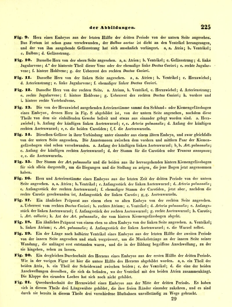 Fig. 9. Herz eines Embryos aus der letzten Hälfte der dritten Periode von der untern Seite angesehen. Das Fretuin ist schon ganz verschwunden, der Bulhus aortae ist dicht an den Ventrikel herangezogen, und der von ihm ausgehende Gefässstrang hat sich ansehnlich verlängert, a, a. Atria; b. Ventrikel; c. Bulbus; d. Gefässstrang. Fig. lO. Dasselbe Herz von der obern Seite angesehen, a, a. Atrien; b. Ventrikel; c. Gefässstrang; d. linke Jugularvene; d.* der hinterste Theil dieser Vene oder der ehemalige linke Ductus Cuvieri; e. rechte Jugular- vene; f. hintere Hohlvene; g. der Ueberrest des rechten Ductus Cuvieri. Fig. 11. Dasselbe Herz von der linken Seite angesehen, a, a. Atrien; b. Ventrikel; c. Herzzwiebel; d. Arterienstrang; e. linke Jugularvene; f. ehemaliger linker Ductus Cuvieri. Fig. 18. Dasselbe Herz von der rechten Seite, a. Atrium, b. Ventrikel, c. Herzzwiebel; d. Arterienstrang; e. rechte Jugularvene; f. hintere Hohlvene; g. Ueberrest des rechten Ductus Cuvieri; h. vordere und i. hintere rechte Vertebralvene. Fig. 13. Die von der Herzzwiebel ausgehenden Arteriensfämnie saramt den Schlund- oder Kiemengefässbogen eines Embryos, dessen Herz in Fig. 8 abgebildet ist, von der untern Seite angesehen, nachdem diese Theile von dem sie einhüllenden Gewebe befreit und etwas aus einander gelegt worden sind. a. Herz- zwiebel ; b. Anfang der künftigen linken Aortenwurzel; c, c. Arteria pulmonalis; d. Anfang der künftigen rechten Aortenwurzel; e, e. die beiden Carotiden; f, f. die Aortenwurzeln. Fig. 14. Dieselben Gefässe in ihrer Verbindung unter einander aus einem altern Embryo, und zwar gleichfalls von der untern Seite angesehen. Die Anastomosen zwischen dem vordem und mittlem Paar der lüemen- gefässbogen sind schon verschwunden, a. Anfang der künftigen linken Aortenwurzel; b,h. Art. pulmonalis; c. Anfang der künftigen rechten Aortenwurzel; d. der Stamm für die Carotiden oder Truncus anonymus^ e, e. die Aortenwurzeln. Fig. 15. Der Stamm der Art. 'pulmonalis und die beiden aus ihr hervorgehenden hintern Kiemengefässbogen für sich allein dargestellt, um die Biegungen und die Stellung zu zeigen, die jene Bogen jetzt angenommen hal)en. Fig. 16. Herz und Arterienstämme eines Embryos aus der letzten Zeit der dritten Periode von der untern Seite angesehen. a,a. Atrien; b. Ventrikel; c. Anfangs stück der linken Aortenwurzel; ä. Arteria pulmonalis; e. Anfangssfück der rechten Aortenwurzel; f. ehemaliger Stamm der Carotiden, jetzt aber, nachdem die rechte Carotis geschwunden ist, Anfangsstück der linken Carotis; g, g. Aortenwurzeln. Fig. Iff. Ein ähnliches Präparat aus einem eben so alten Embryo von der rechten Seite angesehen. a. Ueberrest vom rechten Ductus Cuvieri; b. rechtes Atrium; c. Ventrikel; ä. Arteria pulmonalis; e. Anfangs- stück der linken Aortenvvurzel; f. Anfangsstück der rechten Aortenwurzcl; g. rechte Aortenwurzel; h. Carotis; i. Art. collaris; k. Ast der Art. pulmonalis, der vom hintern Kiemengefässbogen abgeht. Fig. 18. Ein ähnliches Präparat von einem eben so alten Emhryo von der linken Seite angesehen, a. Ventrikel; b. linkes Atrium; c. Art. pulmonalis; d. Anfangsstück der linken Aortenvvurzel; e. die Wurzel selbst. Fig. 19. Ein der Länge nach halbirter Ventrikel eines Embryos aus der letzten Hälfte der zweiten Periode von der innern Seite angesehen und stark vergrössert, um die Muskelstiänge an der Innern Seite seiner Wandung, die unlängst erst entstanden waren, und die in der Bildung begrilTene Anschwellung, zu der sie hingehen, sehen zu lassen. Fig. SO. Ein dergleichen Durchschnitt des Herzens eines Embryos aus der ersten Hälfte der dritten Periode. Wie in der vorigen Figur ist hier die untere Hälfte des Herzens abgebildet worden, a, a. ein Theil der beiden Atria, b. ein Theil der Scheidewand zwischen beiden; c. der Ventrikel; d. die eine der beiden Anschwellungen desselben, die sich da befinden, wo der Ventrikel mit den beiden Atrien zusammenhängt. Die Klappe des eirunden Loches hat sich noch nicht gebildet. Fig. 81. Querdurchschnitt der Herzzwiebel eines Embryos aus der Mitte der dritten Periode. Es haben sich in diesem Theile drei Längswülste gebildet, die ihre freien Ränder einander zukehren, und es sind durch sie bereits in diesem Theile drei verschiedene Blutbahnen unvollständig zu Wege gebracht. 29