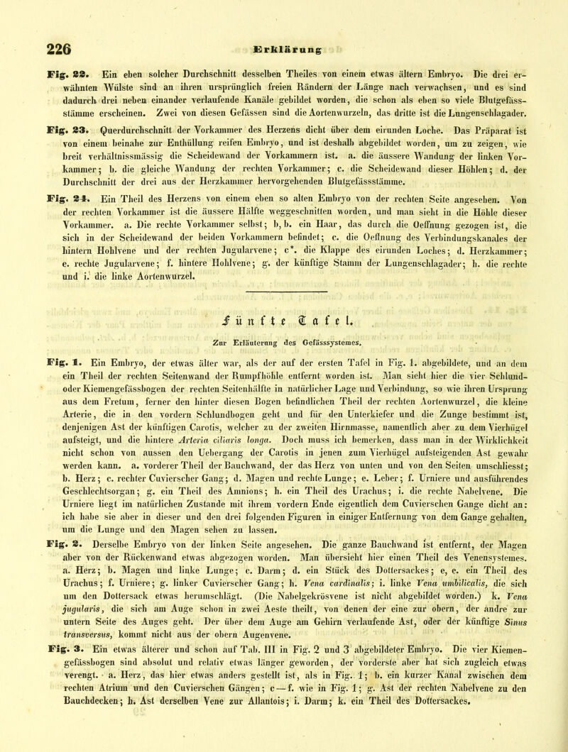 Fig. 88. Ein eben solcher Durchschnitt desselben Theiles Ton einem etwas altern Embryo. Die drei er- wähnten Wülste sind an ihren ursprünglich freien Rändern der Länge nach verwachsen, und es sind dadurch drei neben einander verlaufende Kanäle gebildet worden, die schon als eben so viele Blutgefäss- stämme erscheinen. Zwei von diesen Gefässen sind die Aortenwurzeln, das dritte ist die Lungenschlagader. Fig. 83. Querdurchschnitt der Vorkammer des Herzens dicht über dem eir unden Loche. Das Präparat ist von einem beinahe zur Enthüllung reifen Embryo, und ist deshalb abgebildet woiden, um zu zeigen, wie breit verhältnissmässig die Scheidewand der Vorkammern ist. a. die äussere Wandung der linken Vor- kammer; b. die gleiche Wandung der rechten Vorkammer; c. die Scheidewand dieser Höhlen; d. der Durchschnitt der drei aus der Herzkammer hervorgehenden Blatgefässstämme. Fig. 84. Ein Theil des Herzens von einem eben so alten Embryo von der rechten Seite angesehen. Von der rechten Vorkammer ist die äussere Hälfte weggeschnitten worden, und man sieht in die Höhle dieser Vorkammer, a. Die rechte Vorkammer selbst; b, b. ein Haar, das durch die OelTnung gezogen ist, die sich in der Scheidewand der beiden Vorkammern befindet; c. die Ocllnung des Verbindungskanales der hintern Hohlvene und der rechten Jugularvene; c*. die Klappe des eirunden Loches; d. Herzbimmer; e. rechte Jugularvene; f. hintere Hohlvene; g. der künftige Stamm der Lungenschlagader; h. die rechte und i. die linke Aortenwurzel. Iün ( t t ^ a ( t L Zur Erläuterung des Gefässsystemes, Fig. 1. Ein Embryo, der etwas älter war, als der auf der ersten Tafel in Fig. L abgebildete, und an dem ein Theil der rechten Seitenwand der Rumpfliöhle entfernt worden ist. Man sieht hier die vier Schlund- oder Kiemengefässbogen der rechten Seitenhälfte in natürlicher Lage und Verbindung, so wie ihren Ursprung aus dem Fretum, ferner den hinter diesen Bogen befindlichen Theil der rechten Aortenwurzel, die kleine Arterie, die in den vordem Schlundbogen geht und für den Unterkiefer und die Zunge bestimmt ist, denjenigen Ast der künftigen Carotis, welcher zu der zweiten Hirnmasse, namentlich aber zu dem Vierhügel aufsteigt, und die hintere Arteria clUarls longa. Doch muss ich bemerken, dass man in der Wirklichkeit nicht schon von aussen den Uebergang der Carotis in jenen zum Vierliügel aufsteigenden Ast gewalu- werden kann. a. vorderer Theil der Bauchwand, der das Herz von unten und von den Seiten umschliesst; b. Herz; c. rechter Cuvierscher Gang; d. Magen und rechte Lunge; e. Leber; f. Urniere und ausführendes Geschlechtsorgan; g. ein Theil des Amnions; h. ein Theil des Urachus; i. die rechte Nabelvene. Die Urniere liegt im natürlichen Zustande mit ihrem vordem Ende eigentlich dem Cuvierschen Gange dicht an: ich habe sie aber in dieser und den drei folgenden Figuren in einiger Entfernung von dem Gange gehalten, um die Lunge und den Magen sehen zu lassen. Fig. 8. Derselbe Embryo von der linken Seite angesehen. Die ganze Bauch wand ist entfernt, der Magen aber von der Rückenwand etwas abgezogen worden. Man übersieht hier einen Theil des Venensysfemes. a. Herz; b. Magen und linke Lunge; c. Darm; d. ein Stück des Dottersackes; e, e. ein Theil des Urachus; f. Urniere; g. linker Cuvierscher Gang; h. Vena cardinalis; i. linke Vena timhUical'is, die sich um den Dottersack etwas herumschlägt. (Die Nabelgekrösvene ist nicht abgebildet worden.) k. Vena jugiilaris, die sich am Auge schon in zwei Aeste theilf, von denen der eine zur obern, der andre zur untern Seite des Auges geht. Der über dem Auge am Gehirn verlaufende Ast, oder der künftige Sinus transversus, kommt nicht aus der obern Augenvene. Fig. 3. Ein etwas älterer und schon auf Tab. HI in Fig. 2 und 3 abgebildeter Embryo. Die vier Kiemen- gefässbogen sind absolut und relativ etwas länger geworden, der vorderste aber hat sich zugleich etwas verengt, a. Herz, das hier etwas anders gestellt ist, als in Fig. 1; b. ein kurzer Kanal zwischen dem rechten Atrium und den Cuvierschen Gängen; c — f. wie in Fig. 1; g. Ast der rechten Nabelvene zu den Bauchdecken; Ast derselben Vene zur Allantois; i. Darm; k. ein Theil des Dottersackes.