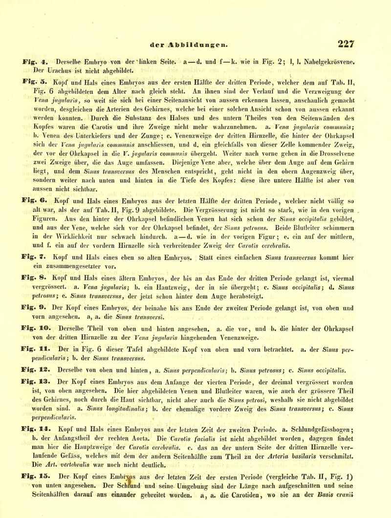 Fig. 4. Derselbe Embryo von der ^linken Seite, a — d. und f—k. wie in Fig. 2; 1, 1. Nabelgekrösvene. Der ürachus ist nicht abgebildet. ° • . \ Fig. 5. Kopf und Hals eines Eiabrjos aus der ersten Hälfte der dritten Periode, Avelclier dem auf Tab. H, Fig-. 6 abgebildeten dem Alter nach gleich steht. An ihnen sind der Verlauf und die Yerzwcigung der Vena jiigularls, so weit sie sich bei einer Seitenansicht von aussen erkennen lassen, anschaulich gemacht < worden, desgleichen die Arterien des Gehirnes, welche ])ei einer solchen Ansicht sclion von aussen erkannt werden konnten. Durch die Substanz des Halses und des untern Theiles von den Seitenwünden des Kopfes waren die Carotis und ihre Zweige nicht mehr wahrzunehmen, a. Vena jugularis communis; b. Venen des Unterkiefers und der Zunge; c. Venenzweige der dritten Hirnzelle, die hinter der Ohrkapsel sich der Vena jngulurls comnmnis anschliessen, und d. ein gleichl'alls von dieser Zelle kommender Zweig, der vor der Ohrkapsel in die F. jiigiduris communis übergeht. Weiter nach vorne gehen in die Drosselvene zAvei Zweige über, die das Auge umfassen. Diejenige Vene aber, welche über dem Auge auf dem Geliirn liegt, und dem Sinus transversus des Menschen entspricht, geht nicht in den obern Augenzweig über, sondern weiter nacli unten und hinten in die Tiefe des Kopfes: diese ihre untere Hälfte ist aber von aussen nicht sichtbar. r Fig. 6. Kopf und Hals eines Embryos aus der letzten Hälfte der dritten Periode, welcher nicht viilllg so alt war, als der auf Tab. H, Fig. 9 abgebildete. Die Vergrösserung ist nicht so starlc, wie in den vorigen , Figuren. Aus den hinter der Ohrkapsel befindlichen Venen hat sich schon der Sinus occijntalis gebildet, und aus der Vene, welche sich vor der Ohrkapsel befindet, der Sinus pctrosus. Beide Blutleiter schimmern in der Wirklichkeit nur schwach liinducch. a — d. wie in der vorigen Figur; e. ein auf der mittlem, und f. ein auf der vordem Hirnzelle sich verbreitender Zweig der Carotis cerehralis. Fig. 'S, Kopf und Hals eines eben so alten Embryos. Statt eines einfachen Sinus transversus kommt hier ein zusammengesetzter vor. Fig. 8. Kopf und Hals eines altern Embryos, der bis an das Ende der dritten Periode gelangt ist, viermal vergrössert. a. Vena juyularis; b. ein Hautzweig, der in sie übergeht; c. Sinus occipitalis; d. Sinus ipeti'osus; e. Sinus transversus, der jetzt schon hinter dem Auge herabsteigt. Fig. 9. Der Kopf eines Embryos, der beinalie bis ans Ende der zweiten Periode gelangt ist, von oben und vorn angesehen, a, a. die Sinus transversi. Fig. 1®. Derselbe Theil von oben und hinten angesehen, a. die vor, und b. die hinter der Ohrkapsel von der dritten Hirnzelle zu der Vena jugularis hingehenden Venenzweige. Fig. 11. Der in Fig. 6 dieser Tafel abgebildete Kopf von oben und vorn betrachtet, a. der Sinus pcr- fendicularis; b. der Sinus transversus. Fig. 18. Derselbe von oben und hinten, a. Sinus perpenäicularls; h. Sinus pctrosus; c. Sinus occipitalis. Fig. 13. Der Kopf eines Embryos aus dem Anfange der vierten Periode, der dreimal vergrüssert worden ist, von oben angesehen. Die hier abgebildeten Venen und Blutlclter waren, wie auch der grössere Theil des Gehirnes, noch durch die Haut sichtbar, nicht aber auch die Sinus pctrosi, weshalb sie nicht abgebildet worden sind. a. Sinus longitudinalis; b. der ehemalige vordere Zweig des Sinus transversus; c. Sinus perpendicularis. Fig. 14. Kopf und Hals eines Embryos aus der letzten Zeit der zweiten Periode, a. Schlundgefässbogen; b. der Anfangstheil der rechten Aorta. Die Carotis facialis ist nicht abgebildet worden, dagegen findet man hier die Hauptzweige der Carotis cerehraUs. c. das an der untern Seite der dritten Hirnzelle ver- laufende Gcfäss, welches mit dem der andern Seitenhälfte zum Theil zu der Arteria hasilaris verschmilzt. Die Art. vertehralis war nocli nicht deutlich. Fig. 15. Der Kopf eines Embrjtps aus der letzten Zeit der ersten Periode (vergleiche Tab. H, Fig. 1) von unten angesehen. Der Schrund und seine Umgebuiig sind der Länge nach aufgeschnitten und seine SeitenJiälften darauf aus einander gebreitet worden, a, a. die Carotiden, wo sie an der Basis cranii
