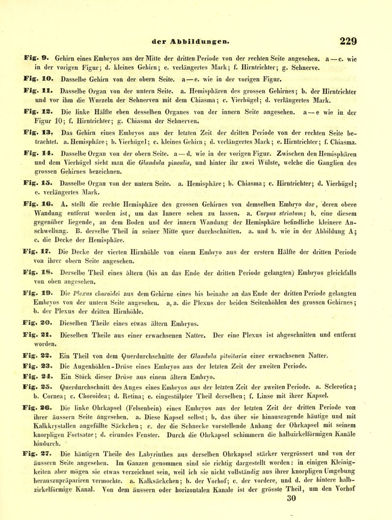 Fig. 9. Gehirn eines Embryos aus der Mitte der dritten Periode von der rechten Seite angesehen, a — c. wie in der yorigen Figur; d. Ideines Gehirn; c. verlängertes Mark; f. Hirntrichter; g. Sehnerve. Fig. lO. Dasselbe Gehirn von der obern Seite, a — e. wie in der vorigen Figur. Fig. 11. Dasselbe Organ von der untern Seite, a. Hemisphären des grossen Gehirnes; b. der Hirntrichter und vor ihm die Wurzeln der Sehnerven mit dem Chiasma; c. Vierhiigel; d. verlängertes Mark. Fig. 18. Die linlce Hälfte eben desselben Organes von der innern Seite angesehen, a — e wie in der Figur 10; f. Hirntricliter; g. Chiasjua der Sehnerven. Fig. 13. Das Gehirn eines Embryos aus der letzten Zeit der dritten Peiiode von der rechten Seite be- trachtet, a. Hemisphäre; b. Vierhiigel; c. kleines Geliirn ; d. verlängertes Mark; c. Hirntrichter; f. Chiasma. Fig. 11. Dasselbe Organ von der obern Seite, a — d. wie in der vorigen Figur. Zwischen den Hemisphären und dem Vierhiigel sieht man die Glandula pineuUs, und hinter ihr zwei Wülste, welclic die Ganglien des grossen Geliirnes bezeichnen. Fig. 15. Dasselbe Organ von der untern Seite, a. Hemisphäre; b. Chiasma; c. Hirntrichter; d. Vierhiigel; e. verlängertes Mark. Fig. 16. A. stellt die rechte Hemisphäre des grossen Gehirnes von demselben Embryo dar, deren obere Wandung entfernt worden ist, um das Innere sehen zu lassen, a. Corpus striutum; b. eine diesem gegenüber liegende, an dem Boden und der innern Wandung der Hemisphäre befindliche kleinere An- schwellung. B. derselbe Theil in seiner Mitte quer durchschnitten, a. und b. wie in der Abbildung A; c. die Decke der Hemisphäre. Fig. Iff. Die Decke der vierten Hirnhöhle von einem Embryo aus der erstem Hälfte der dritten Periode von ihrer obern Seite angesehen. Fig. 1§. Derselbe Theil eines altern (bis an das Ende der dritten Periode gelangten) Embryos gleichfalls von oben angeselien. Fig. 19. Die Plexus clioroldei aus dem Gehirne eines bis beinahe an das Ende der dritten Periode gelangten Embryos von der untern Seite angesehen, a, a. die Plexus der beiden Seitenhohlen des grossen Gehirnes; h. der Plexus der dritten Hirnhühle. Fig. S©. Dieselben Tlieile eines etwas ältern Embryos. Fig. Sl. Dieselben Theile aus einer erwachsenen Natter. Der eine Plexus ist abgeschnitten und entfernt worden. Fig. 83. Ein Theil von dem Querdurchschnitte der Glandula pUultaria einer erwachsenen Natter. Fig. 83. Die Augenhöhlen-Drüse eines Embryos aus der letzten Zeit der zweiten Periode. Fig. 81. Ein Stück dieser Drüse aus einem ältern Embryo. Fig. 85. Querdurchschnitt des Auges eines Embryos aus der letzten Zeit der zweiten Periode, a. Sclerotica; b. Cornea; c. Choroidea; d. Retina; e. eingestülpter Theil derselben; f. Linse mit ihrer Kapsel. Fig. 86. Die linke Ohrkapsel (Felsenbein) eines Embryos aus der letzten Zeit der dritten Periode von ihrer äussern Seite Angesehen, a. Diese Kapsel selbst; b. das über sie hinausragende häutige und mit Kalkkrystallen angefüllte Säckchen; c. der die Schnecke vorstellende Anhang der Ohrkapsel mit seinem Imorpligen Fortsatze; d. eirundes Fenster. Durch die Ohrkapsel schimmern die halbziikelförmigen Kanäle hindurch. Fig. 8?. Die häutigen Theile des Labyrinthes aus derselben Ohrkapsel stärker vergrössert und von der äussern Seite angesehen. Im Ganzen genommen sind sie richtig dargestellt worden: in einigen Kleinig- keiten aber mögen sie etwas verzeichnet sein, weil ich sie nicht vollständig aus ihrer knorpligen Umgebung herauszupräpariren vermochte, a. Kalksäckchen; b. der Vorhof; c. der vordere, und d. der hintere halb- zirkelförmige Kanal. Von dem äussern oder horizontalen Kanäle ist der grösste Theil, um den Vorhof 30