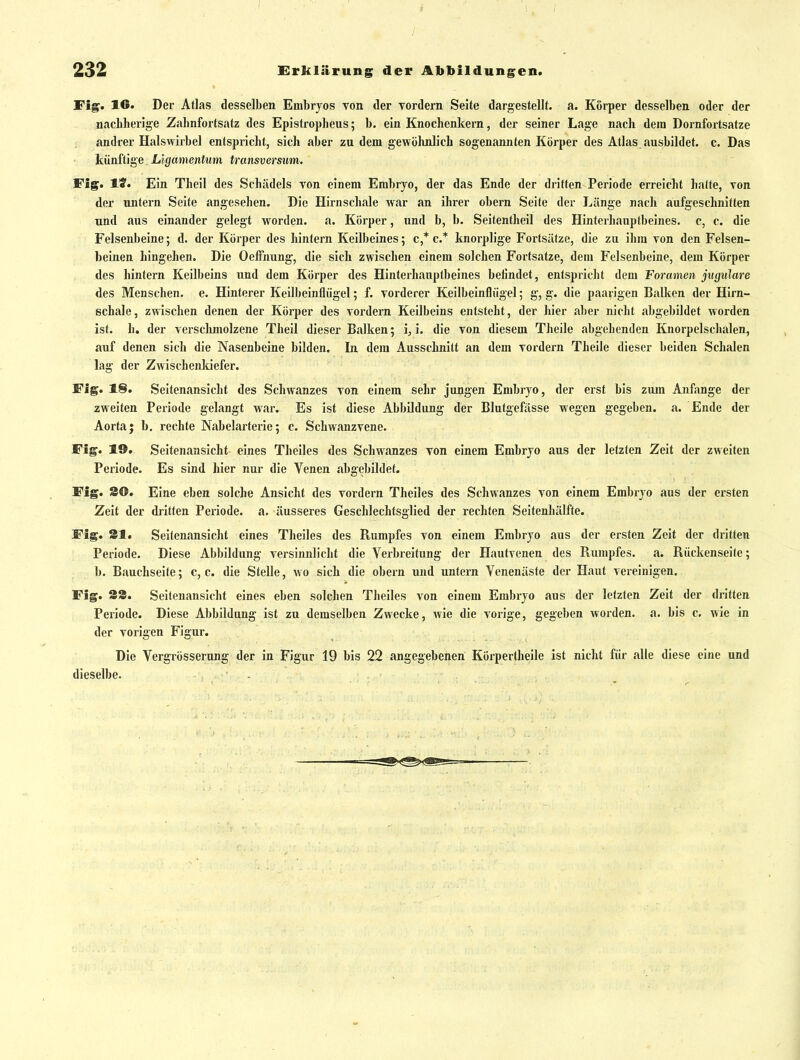 Fig. 10. Der Atlas desselben Embryos von der Tordern Seite dargestellt, a. Korper desselben oder der nacbherige Zahnfortsatz des Epistropheus; b. ein Knochenkem, der seiner Lage nach dem Dornfortsatze andrer Halswirbel entspricht, sich aber zu dem gewöhnlich sogenannten Körper des Atlas, ausbildet, c. Das künftige Ligamentum transversiim. Fig. TS. Ein Theil des Schiidels von einem Embryo, der das Ende der dritten Periode erreicht halte, von der untern Seite angesehen. Die Hirnschale war an ihrer obern Seite der Länge nach aufgeschnitten und aus einander gelegt worden, a. Körper, und b, b. Seitentheil des Hinterhauptbeines, c, c. die Felsenbeine; d. der Körper des hintern Keilbeines; c,* c* knorplige Fortsätze, die zu ihm von den Felsen- beinen hingehen. Die OelFnung, die sich zwischen einem solchen Fortsatze, dem Felsenbeine, dem Körper des hintern Keilbeins und dem Körper des Hinterhauptbeines befindet, entspricht dem Foramen jugiilare des Menschen, e. Hinterer Keilbeinfliigel; f. vorderer Keilbeinflügel; g, g. die paavigen Ballien der Hirn- schale, zwischen denen der Körper des vordem Keilbeins entsteht, der hier aber nicht abgebildet worden ist. h, der versclmiolzene Theil dieser Balken; i, i. die von diesem Theile abgehenden Knorpelschalen, auf denen sich die Nasenbeine bilden. In dem Ausschnitt an dem vordem Theile dieser beiden Schalen lag der Zwischenldefer. Flg. 18. Seitenansicht des Schwanzes von einem sehr jungen Embryo, der erst bis zum Anfange der zweiten Periode gelangt war. Es ist diese Abbildung der Blutgefässe wegen gegeben, a. Ende der Aortaj b. rechte Nabelarterie; c. Schwanzvene. Fig. 19. Seitenansicht eines Theiles des Schwanzes von einem Embryo aus der letzten Zeit der zweiten Periode. Es sind hier nur die Venen abgebildet. Fig. SO. Eine eben solche Ansicht des vordem Theiles des Schwanzes von einem Embryo aus der ersten Zeit der dritten Periode, a. äusseres Geschlechtsglied der rechten Seitenhälfte. Fig. 31. Seitenansicht eines Theiles des Rumpfes von einem Embryo aus der ersten Zeit der dritten Periode. Diese Abbildung versinnlicht die Verbreitung der Hautvenen des Rumpfes, a. Rückenseite; h. Bauchseite; c, c. die Stelle, wo sich die obern und untern Venenüste der Haut vereinigen. Fig. ÄS. Seitenansicht eines eben solchen Theiles von einem Embryo aus der letzten Zeit der dritten Periode. Diese Abbildung ist zu demselben Zwecke, wie die vorige, gegeben worden, a. bis c, wie in der vorigen Figur. Die Vergrösserung der in Figur 19 bis 22 angegebenen Körpertheile ist nicht für alle diese eine und dieselbe.