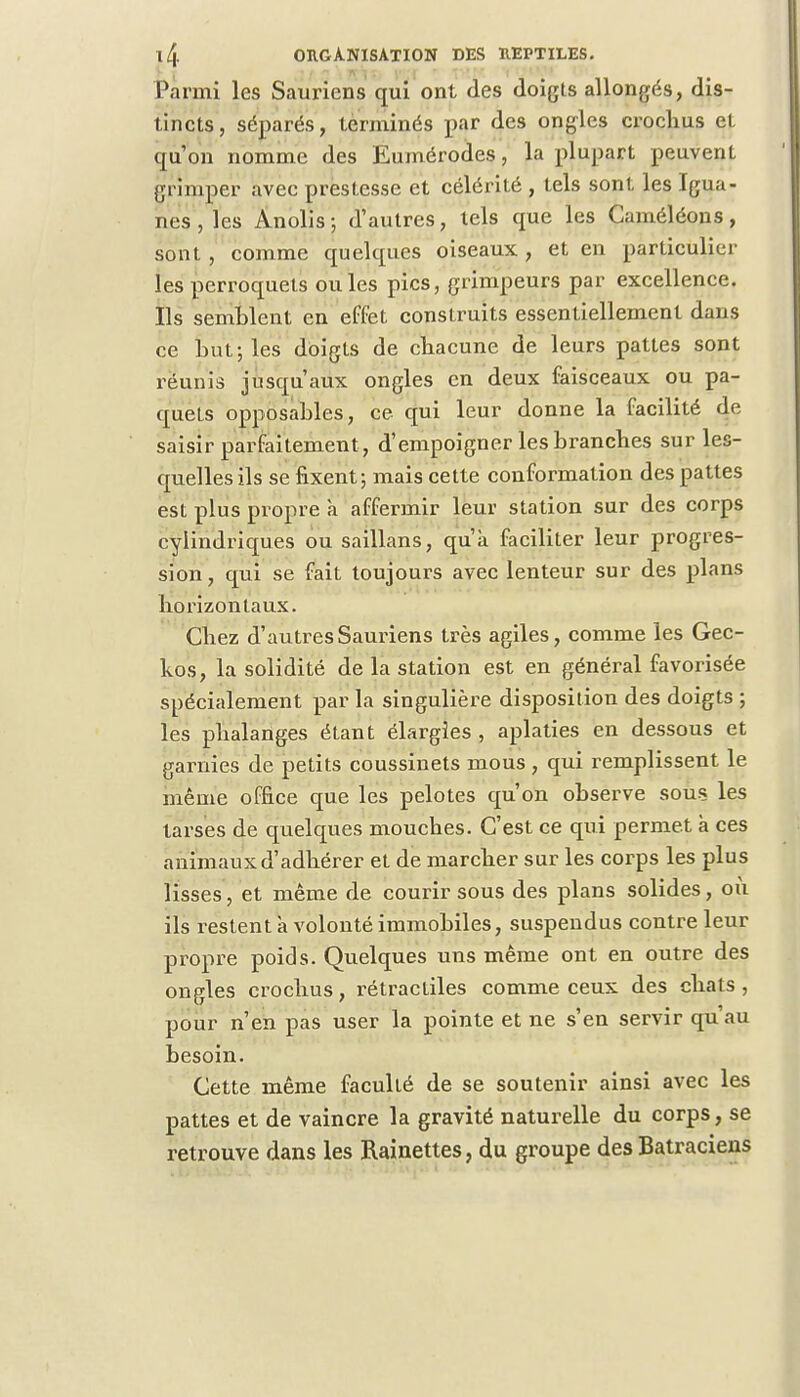 Parmi les Sauriens qui ont des doigts allongés, dis- tincts, séparés, terminés par des ongles crochus et qu'on nomme des Eumérodes, la plupart peuvent grimper avec prestesse et célérité , tels sont les Igua- nes , les Anolis ; d'autres, tels que les Caméléons, sont , comme quelques oiseaux , et en particulier les perroquets ouïes pics, grimpeurs par excellence. Ils semblent en effet construits essentiellement dans ce Lut-, les doigts de chacune de leurs pattes sont réunis jusqu'aux ongles en deux faisceaux ou pa- quets opposables, ce qui leur donne la facilité de saisir parfaitement , d'empoigner les branches sur les- quelles ils se fixent; mais cette conformation des pattes est plus propre a affermir leur station sur des corps cylindriques ou saillans, qu'à faciliter leur progres- sion, qui se fait toujours avec lenteur sur des plans horizontaux. Chez d'autres Sauriens très agiles, comme les Gec- kos, la solidité de la station est en général favorisée spécialement par la singulière disposition des doigts ; les phalanges étant élargies , aplaties en dessous et garnies de petits coussinets mous , qui remplissent le même office que les pelotes qu'on observe sous les tarses de quelques mouches. C'est ce qui permet à ces animaux d'adhérer et de marcher sur les corps les plus lisses, et même de courir sous des plans solides, où ils restent a volonté immobiles, suspendus contre leur propre poids. Quelques uns même ont en outre des ongles crochus, rétractiles comme ceux des chats , pour n'en pas user la pointe et ne s'en servir qu'au besoin. Cette même faculté de se soutenir ainsi avec les pattes et de vaincre la gravité naturelle du corps, se retrouve dans les Rainettes, du groupe des Batraciens