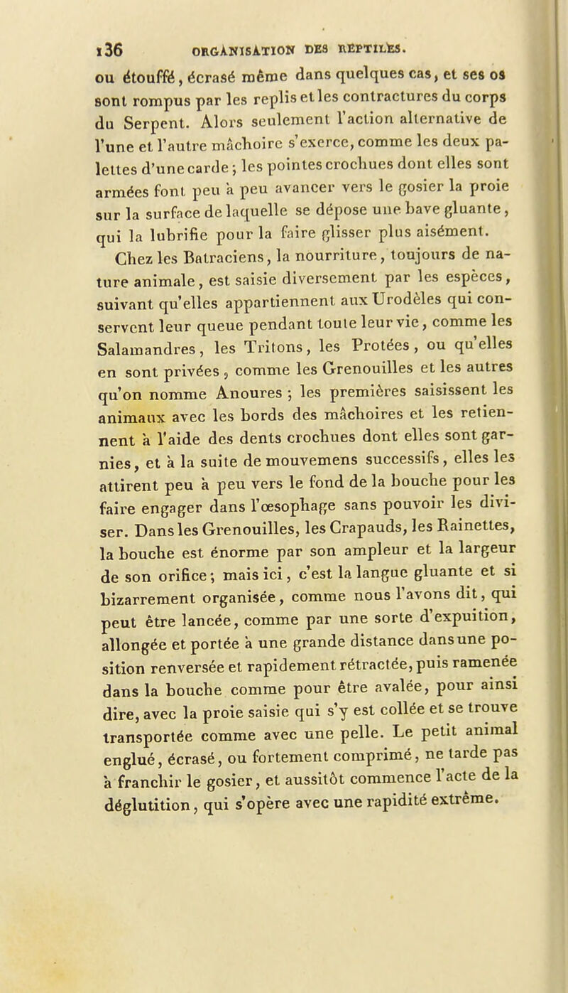 ou étouffé, écrasé même dans quelques cas, et ses os sont rompus par les replis et les contractures du corps du Serpent. Alors seulement l'action alternative de l'une et l'autre mâchoire s'exerce, comme les deux pa- lettes d'une carde ; les pointes crochues dont elles sont armées font peu a peu avancer vers le gosier la proie sur la surface de laquelle se dépose une have gluante, qui la lubrifie pour la faire glisser plus aisément. Chez les Batraciens, la nourriture, toujours de na- ture animale, est saisie diversement par les espèces, suivant qu'elles appartiennent auxUrodèles qui con- servent leur queue pendant toute leur vie, comme les Salamandres, les Tritons, les Protées, ou qu'elles en sont privées 3 comme les Grenouilles et les autres qu'on nomme Anoures ; les premières saisissent les animaux avec les bords des mâchoires et les retien- nent a l'aide des dents crochues dont elles sont gar- nies, et à la suite demouvemens successifs, elles les attirent peu à peu vers le fond de la bouche pour les faire engager dans l'œsophage sans pouvoir les divi- ser. Dans les Grenouilles, les Crapauds, les Rainettes, la bouche est énorme par son ampleur et la largeur de son orifice ; mais ici, c'est la langue gluante et si bizarrement organisée, comme nous l'avons dit, qui peut être lancée, comme par une sorte d'expuition, allongée et portée a une grande distance dans une po- sition renversée et rapidement rétractée, puis ramenée dans la bouche comme pour être avalée, pour ainsi dire, avec la proie saisie qui s'y est collée et se trouve transportée comme avec une pelle. Le petit animal englué, écrasé, ou fortement comprimé, ne larde pas à franchir le gosier, et aussitôt commence l'acte de la déglutition, qui s'opère avec une rapidité extrême.