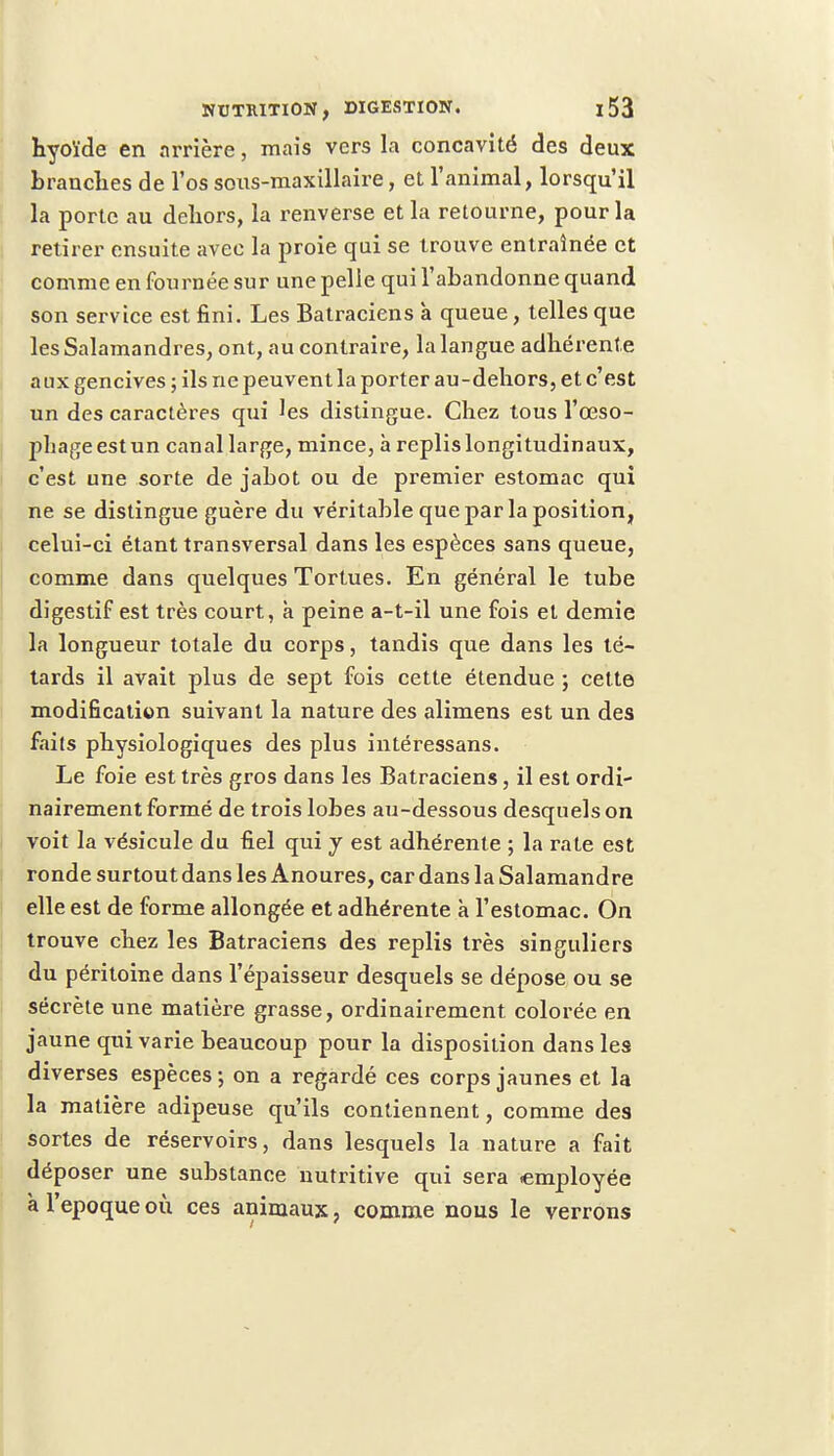 hyoïde en nrrière, mais vers la concavité des deux brandies de l'os sous-maxillaire, et l'animal, lorsqu'il la porte au dehors, la renverse et la retourne, pour la retirer ensuite avec la proie qui se trouve entraînée et comme en fournée sur une pelle qui l'abandonne quand son service est fini. Les Batraciens a queue, telles que les Salamandres, ont, au contraire, la langue adhérente aux gencives ; ils ne peuvent la porter au-dehors, et c'est un des caractères qui les distingue. Chez tous l'œso- phage est un canal large, mince, à replis longitudinaux, c'est une sorte de jabot ou de premier estomac qui ne se distingue guère du véritable que par la position, celui-ci étant transversal dans les espèces sans queue, comme dans quelques Tortues. En général le tube digestif est très court, à peine a-t-il une fois et demie la longueur totale du corps, tandis que dans les té- tards il avait plus de sept fois cette étendue ; cette modification suivant la nature des alimens est un des faits physiologiques des plus intéressans. Le foie est très gros dans les Batraciens, il est ordi- nairement formé de trois lobes au-dessous desquels on voit la vésicule du fiel qui y est adhérente ; la rate est ronde surtout dans les Anoures, car dans la Salamandre elle est de forme allongée et adhérente à l'estomac. On trouve chez les Batraciens des replis très singuliers du péritoine dans l'épaisseur desquels se dépose ou se sécrète une matière grasse, ordinairement colorée en jaune qui varie beaucoup pour la disposition dans les diverses espèces; on a regardé ces corps jaunes et la la matière adipeuse qu'ils contiennent, comme des sortes de réservoirs, dans lesquels la nature a fait déposer une substance nutritive qui sera employée à l'époque où ces animaux, comme nous le verrons