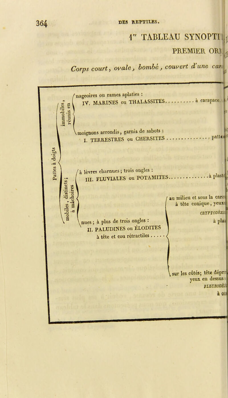 1 TABLEAU SYNOPTIl PREMIER OR] Corps court, ovale, bombe, couvert d'une cam ' nageoires ou rames aplaties : IV. MARINES ou THAXASSITES à carapace. .moignons arrondis, garnis de sabote : I. TERRESTRES ou CUERSITES : patl«( » a lèvres charnues ; trois ongles : III. FLUVIALES ou POTAMITES. . à plasti vnues ; à plus de trois ongles : IL PALUDINES ou ÉLODITES à tête et cou rétractiles.... ' au milieu et sous la cara à tête conique, yeuxi CRTPTODÈBl à plaj \ sur les côtés; tête dépri yeux en dessus i BLEURODÈî à w