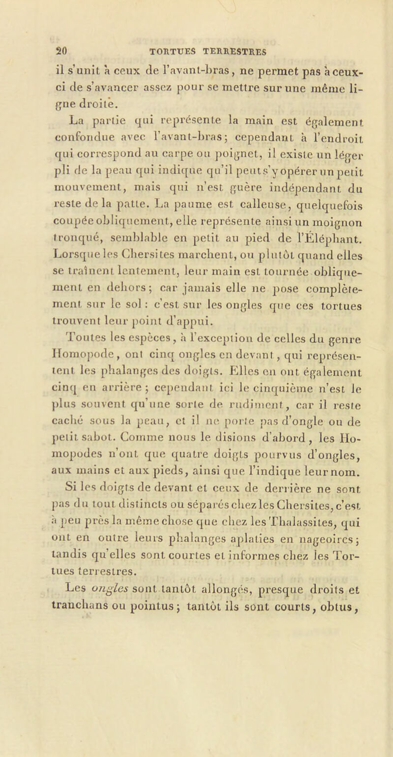 il s’unit à ceux de ravant-l)ras, ne permet pas à ceux- ci de s’avancer assez pour se mettre sur une même li- gne droite. La partie qui représente la main est également confondue avec l’avant-bras; cependant à l’endroit qui correspond au carpe ou poignet, il existe un léger pli de la peau qui indique qu’il peut s’y opérer un petit mouvement, mais qui n’est guère indépendant du reste de la patte. La paume est calleuse, quelquefois coupée obliquement, elle représente ainsi un moignon tronqué, semblable en petit au pied de l’Élépbant. Lorsque les Cbersites marchent, ou plutôt quand elles se traînent lentement, leur main est tournée oblique- ment en dehors; car jamais elle ne pose complète- ment sur le sol : c’est sur les ongles que ces tortues trouvent leur point d’appui. Toutes les espèces, h l’exception de celles du genre Ifomopode, ont cinq ongles en devant, qui représen- tent les phalanges des doigts. Elles en ont également cinq en arrière; cependant ici le cimjuième n’est le plus souvent qu’une sorte de rudiment, car il reste caché sous la peau, et il ne porte pas d’ongle ou de petit sabot. Comme nous le disions d’abord, les Ho- mopodes n’ont que quatre doigts pourvus d’ongles, aux mains et aux pieds, ainsi que l’indique leur nom. Si les doigts de devant et ceux de derrière ne sont pas du tout distincts ou séparés chez les Cbersites, c’est à peu près la même chose que chez les Thalassites, qui ont en outre leurs phalanges aplaties en nageoires; tandis qu’elles sont courtes et informes chez les Tor- tues terrestres. Les ongles sont tantôt allongés, presque droits et tranchans ou pointus; tantôt ils süitt courts, obtus,