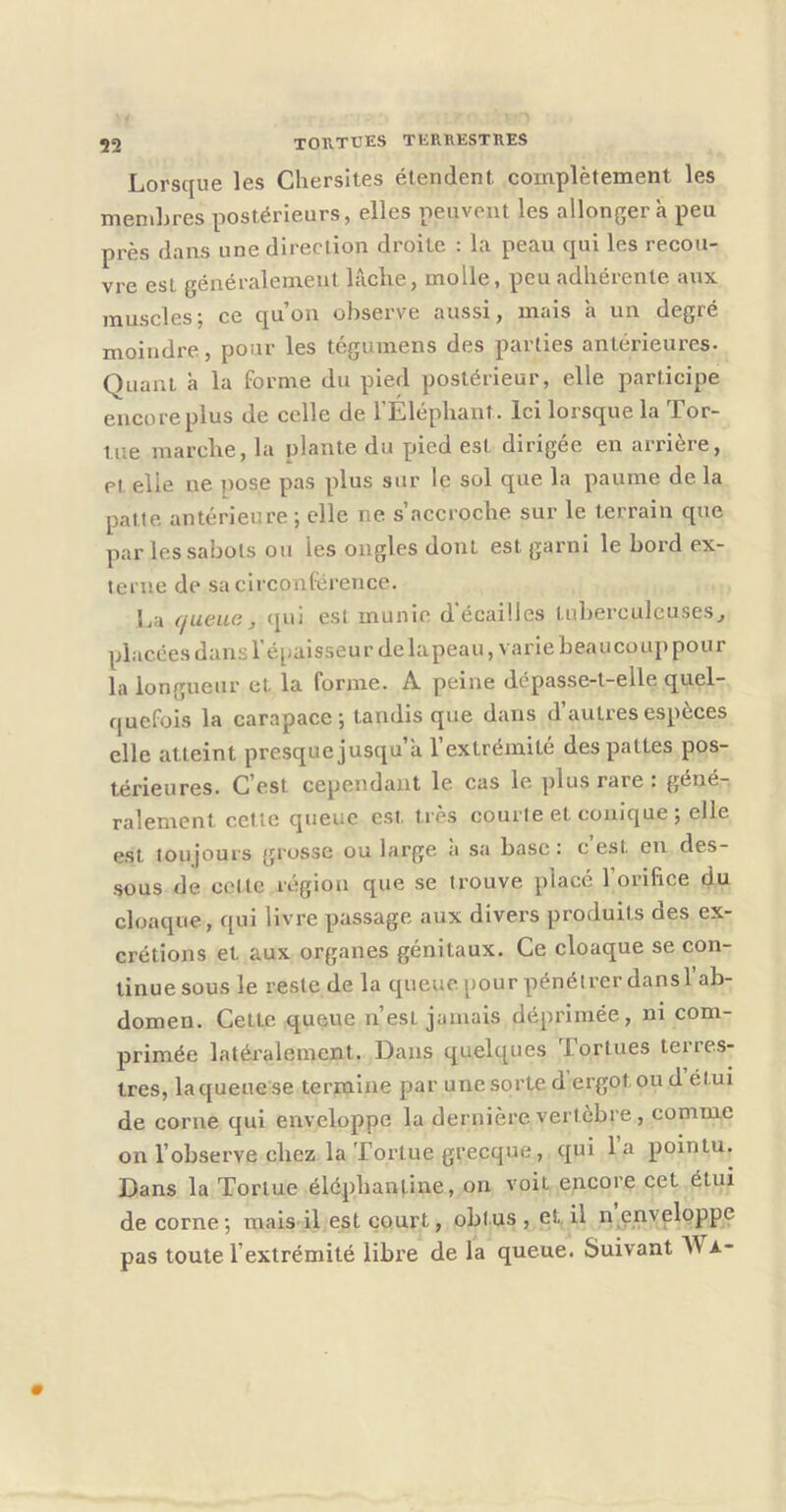 Lorsque les Chersites étendent complètement les membres postérieurs, elles peuvent les allonger à peu près dans une direction droite : la peau qui les recou- vre est généralement b'iclie, molle, peu adhérente aux muscles; ce qu’on observe aussi, mais à un degré moindre, pour les tégumens des parties antérieures- Quant à la forme du pied postérieur, elle participe encore plus de celle de l’Eléphant. Ici lorsque la Tor- tue marche, la plante du pied est dirigée en arrière, pl elle ne pose pas plus sur le sol que la paume de la patte antérieure ; elle ne s’accroche sur le terrain que par les sabots ou les ongles dont est garni le bord ex- terne de sa circonlérence. La queue J qui est munie d'écaülcs tuberculeuses^ placées dans l’épaisseur de lapeau, varie beaucoup pour la longueur et la forme. A peine dépasse-t-elle quel- quefois la carapace; tandis que dans d’autres espèces elle atteint presque jusqu’à l’extrémité des pattes pos- térieures. C’est cependant le cas le plus rare . géné- ralement cette queue est très courte et conique ; elle est toujours grosse ou large à sa base: c’est en des- sous de celte région que se trouve placé l’orifice du cloaque, qui livre passage aux divers produits des ex- crétions et aux organes génitaux. Ce cloaque se con- tinue sous le reste de la queue pour pénétrer dans 1 ab- domen. Cette queue n’est jamais déprimée, ni com- primée latéi’alement. Dans quelques Tortues terres- tres, la queue se termine par une sorte d ergot ou d étui de corne qui enveloppe la dernière vertèbre , comme on l’observe chez la Tortue grecque, qui la pointu. Dans la Tortue éléphantiue, on voit encore cet étui de corne; mais il est court, obtus , et, il n enveloppe pas toute l’extrémité libre de la queue. Suivant Wa-