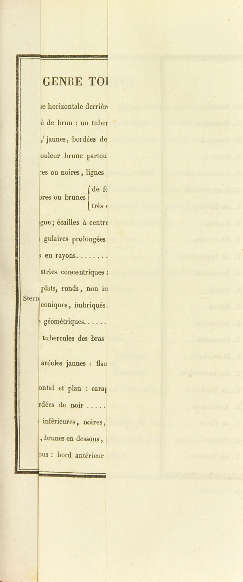 GENRE TOI bres ou brunes Steinj le horizontale derrièn c de brun : un tuber ' /jaunes, bordées de üuleur brune parlou res ou noires, lignes 'de fc très < gue; écailles à centre ) I gulaires prolongées 5 en rayons stries concentriques : plats, ronds, non in coniques, imbriqués. géométriques tubercules des bras aréoles jaunes •: flan pntal et plan : caraj rdées de noir i inférieures, noires, , brunes en dessous, ] sus : bord antérieur