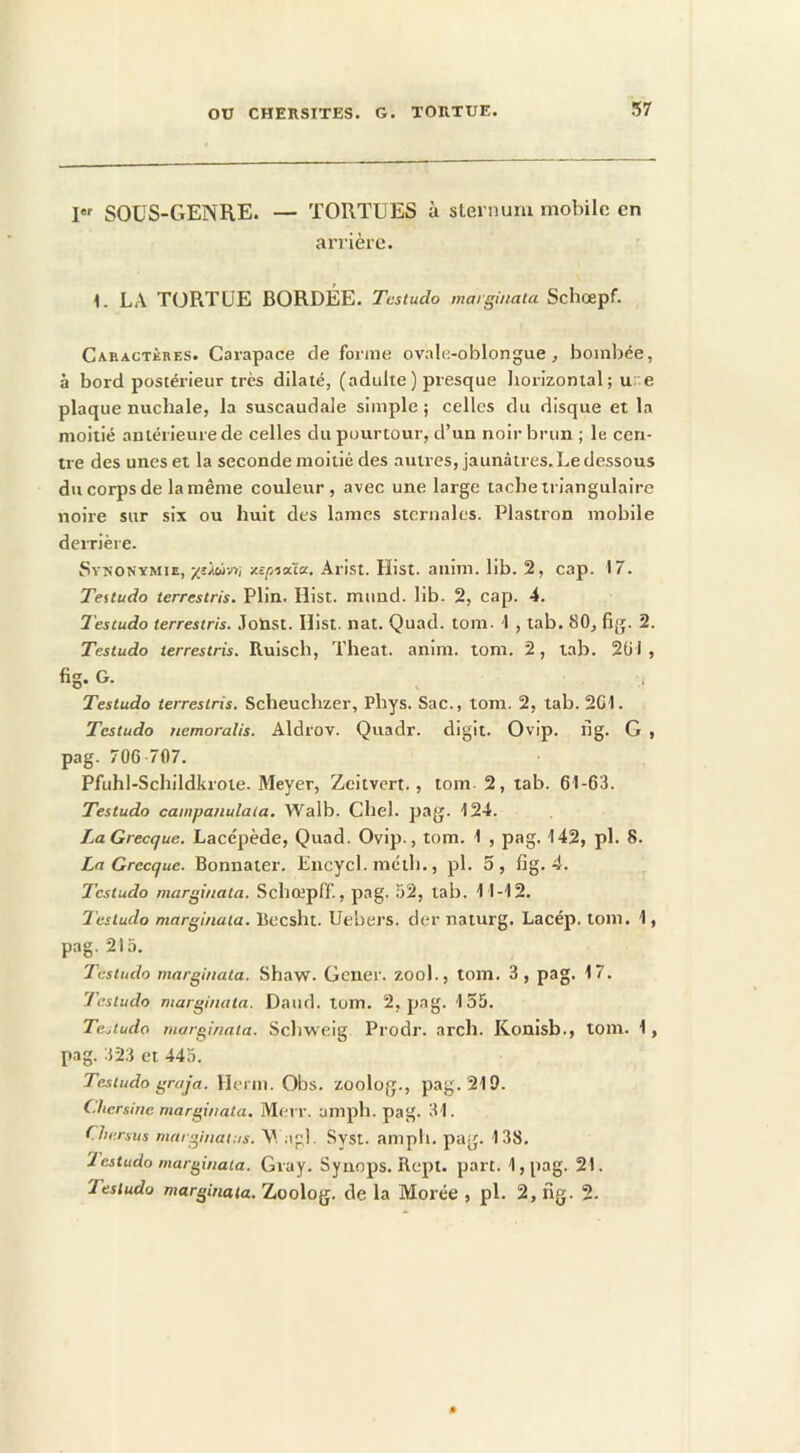 I SOUS-GENRE. — TORTUES à sternum mobile en arT'ière. 1. LA TOPiTÜE BORDEE. Testudo marginata Schœpf. Caractères. Carapace de forme ovale-oblongue ^ bombée, à bord postérieur très dilaté, (adulte ) presque Itorizonial ; u: e plaque nuchale, la suscaudale simple j celles du disque et la moitié antérieure de celles du pourtour, d’un noir brun ; le cen- tre des unes et la seconde moitié des autres, jaunâtres. Le dessous du corps de la même couleur, avec une large tache triangulaire noire sur six ou huit des lames sternales. Plastron mobile derrière. SvNONYMiE, ysMii-jri xcfiioâa. Arist. Hist. anim. lib. 2, cap. 17. Testudo terrestris. Plin. Ilist. mund. lib. 2, cap. 4. Testudo terrestris. Jonst. Ilist. nat. Quad. tom. 1 , tab. 80^ fig. 2. Testudo terrestris. Ruiscb, Theat. anim. tom. 2, tab. 2(Ji , fig. G. Testudo terrestris. Scbeuchzer, Phys. Sac., tom. 2, tab. 201. Testudo nemoralis. Aldrov. Quadr. digit. Ovip. ng. G , pag. 706 707. Pfuhl-Schildkroie- Meyer, Zeitvert., tom 2, tab. 61-63. Testudo campanulaia, Walb. Chel. pag. 124. LaGrecque. Lacépède, Quad. Ovip., tom. 1 , pag. 142, pl. 8. Ln Grecque. Bonnater. Encycl. mcili., pl. 3, fig. 4. Testudo marginata. Schœpff., pag. 52, lab. 11-12. Testudo marginata. Beesht. Uebers. der naturg. Lacép. tom. 1, pag. 215. Testudo marginata. Shaw. Gener. zool., tom. 3, pag. 17. Testudo marginata. Daud. tom. 2, pag. 155. Te.,tudo marginata. Schweig Prodr. arch. Konisb., tom. 1, pag. 323 et 445. Testudo graja. Herm. Obs. zoolog., pag. 219. Chersinc marginata. Merr. amph. pag. 31. Chersus mnrginat.is. V, agi. Syst. ampli, pag. 138. ^estudo marginata. Gray. Synops. Rept. part. 1,pag. 21. Testudo marginata. Zoolog. de la Morée , pl. 2, ng. 2.