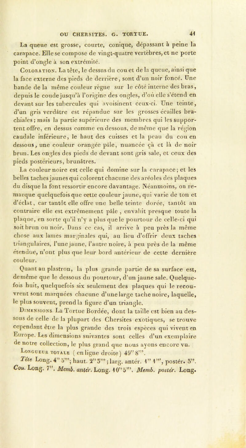 La queue est grosse, courte, conique, dépassant à peine la carapace. Elle se compose de vingt-quatre vertèbres, et ne porte point d’ongle à son extrémité. Coloration. La tète, le dessus du cou et de la queue, ainsi que la face externe des pieds de derrière, sont d’un noir foncé. Une bande de la même couleur règne sur le cêié interne des bras, depuis le coude jusqu’à l’origine des ongles, d’où elle s’étend en devant sur les tubercules qui avoisinent ceux-ci. Une teinte, d’un gris verdâtre est répandue sur les grosses écailles bra- chiales; mais la partie supérieure des membres qui les suppor- tent offre, en dessus comme en dessous, de même que la région caudale inférieure, le haut des cuisses et la peau du cou en dessous, une couleur orangée pâle, nuancée çà et là de noir brun. Les ongles des pieds de devant sont gris sale, et ceux des pieds postérieurs, brunâtres. La couleur noire est celle qui domine sur la carapace; et les belles taches jaunes qui colorent chacune des aréoles des plaques du disque la font ressortir encore davantage. Néanmoins, on re- marque quelquefois que cette couleur jaune, qui varie de ton et d’éclat, car tantôt elle offre une belle teinte dorée, tantôt au contraire elle est extrêmement pâle , envahit presque toute la plaque, en sorte qu’il n’y a plus que le pourtour de celle-ci qui soit brun ou noir. Dans ce cas, il arrive à peu près la même chose aux lames mai 'p'nales qui, au lieu d’offrir deux taches triangulaires, l’une jaune, l’autre noire, à peu près de la même étendue, n’ont plus que leur bord antérieur de cette dernière couleur. Quant au plastron, la plus grande partie de sa surface est, demême que le dessous du pourtour, d’un jaune sale. Quelque- fois huit, quelquefois six seulement des plaques qui le recou- vrent sont marquées chacune d’une large tache noire, laquelle, le plus souvent, prend la figure d’un triangle. Dimensions. La Tortue Bordée, dont la taille est bien au des- sous de celle de la plupart des Chersites exotiques, se trouve cependant être la plus grande des trois espèces qui vivent en Europe. Les dimensions suivantes sont celles d’un exemplaire de notre collection, le plus grand que nous ayons encore vu. Longueur totale ( en ligue droite) 49” 8’”. Téu Long. 4” 5’”; haut. 2”5’”;larg. antér. 1” 1’”, postér. 3”. Cou. Long. 7”. Memb, antér. Long. 10” 5’”. Memb. postée. Long.