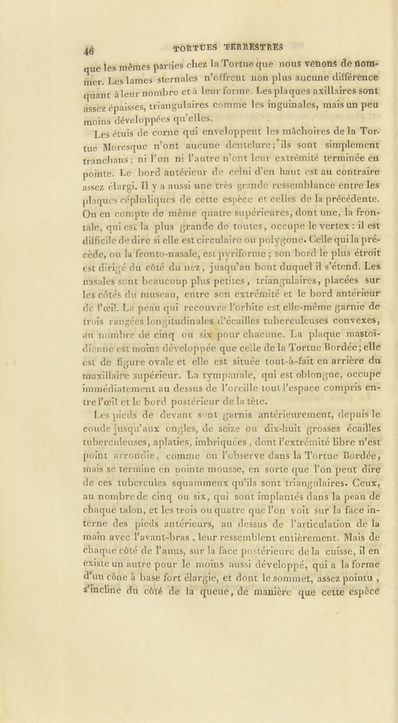 que les mêmes parties chez la Tortue que nous venons de nom- mer. Les lames sternales n’offrent non plus aucune différence quant à leur nombre et à leur forme. Les plaques axillaires sont assez épaisses, triangulaires comme les inguinales, mais un peu moins développées qu’elles. Les étuis de corne qui enveloppent les mâchoires de la Tor- tue Moresque n’ont aucune dentelure; ils sont simplement tranchans; ni l’im ni l’autre n’ont leur extrémité terminée eu pointe. Le bord antérieur de celui d’en haut est au contraire assez élargi. Il y a aussi une très grande ressemblance entre les plaques céphaliques de cette espèce et celles de la précédente. On en compte de même quatre supérieures, dont une, la fron- tale, qui esi. la plus grande de toutes, occupe le vertex : il est dilficilc de dire si elle est circulaire ou polygone- Celle qui la pré- cède, ou la fronto-nasale, est pyriforme ; son bord le plus étroit est dirigé du côté du nez, jusqu’au bout duquel il s’étend. Les nasales sont beaucoup plus petites , triangulaires, placées sur les cotés du museau, entre son extrémité et le bord antérieur de l’œil. La peau qui recouvre l’orbite est elle-même garnie de trois rangées longitudinales d’écailles tuberculeuses convexes, au nombre de cinq ou six pour chacune. La plaque mastoï- dienne est moins développée que celle de la Tortue Bordée; elle est de ligure ovale et elle est située tout-à-faît en arrière du maxillaire supérieur. La tympnnale, qui est oblongtie, occupe immédiatement au dessus de l’oreille tout l’espace compris en- tre l’œil et le bord postérieur de la tête. Les pieds de devant sont garnis antérieurement, depuis le coude jusqu’aux ongles, de seize ou dix-huit grosses écailles tubcrcideuses, aplaties, imbriquées , dont l’extrémité libre n’est point arrondie, comme on l’observe dans la Tortue Bordée, mais se termine en nointe mousse, en sorte que l’on peut dire de ces tubercules squamraeux qu’ils sont triangulaires. Ceux, au nombre de cinq ou six, qui sont Implantés dans la peau de chaque talon, et les trois ou quatre que l’on voit sur la face in- terne des pieds antérieurs, au dessus de l’articulation de la main avec l’avant-bras , leur ressemblent entièrement. Mais de chaque côté de l’anus, sur la face postérieure delà cuisse, il en existe un autre pour le moins aussi développé, qui a la forme d’un cône à base fort élargie, et dont le sommet, assez pointu , s’incline du côté de la queue, de manière que cette espèce