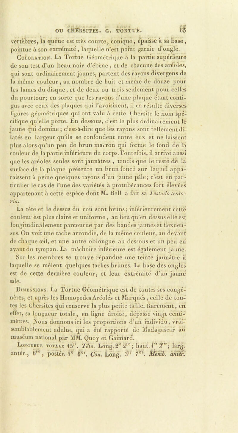 » vertèbres, la queue est très courte, conique, e'paisse à sa base, pointue à son extrémité, laquelle n’est point garnie d’ongle. Coloration. La Tortue Géométrique a la partie supérieure de son test d’un beau noir d’ébène , et de chacune des aréoles, qui sont ordinairement jaunes, partent des rayons divergens de la même couleur, au nombre de huit et même de douze pour les lames du disque, et de deux ou trois seulement pour celles du pourtour; en sorte que les rayons d’une plaque étant conti- gus avec ceux des plaques qui l’avoisinent, il en résulte diverses figures géométriques qui ont valu à cette Chersite le nom spé- cifique qu’elle porte. En dessous, c’est le plus ordinairement le jatme qui domine ; c’est-à-dire que les rayons sont tellement di- latés en largeur qu’ils se confondent entre eux et ne laissent plus alors qu’un peu de brun mai-ron qui forme le fond de là couleur de la partie inférieure du corps.Toutefois, il arrive aussi que les aréoles seules sont jaunâtres , tandis que le reste de la .surface de la plaque présente un brun foncé sur lequel appa- raissent à peine quelques rayons d’un jaune pâle; c’est en par- ticulier le cas de l’une des variétés à protubérances fort élevées appartenant à cette espèce dont M. Bell a fait sa Testudo lento- ria, La tête et le dessus du cou sont bruns; inférieurement cette couleur est plus claire et uniforme, au lieu qu’en dessus elle est longitudinalement parcourue par des bandes jaunes et flcxiieu- scs. On voit une tache arrondie, de la même couleur, an devant de chaque œil, et une autre oblongue au dessous et un peu en avant du tympan. La mâchoire inférieure est également jaune. Sur les membres se trouve répandue une teinte jaunâtre à laquelle se mêlent quelques taches brunes. La base des ongles est de cette dernière couleur, et leur extrémité d’un jaune sale. Dimensions. La Tortue Géométrique est de toutes scs eongé- nères, et après les Homopodes Aréolés et Marqués, celle de tou- tes les Chersites qui conserve la plus petite taille. Rarement, en effet, sa longueur totale, en ligne droite, dépasse vingt centi- mètres. Nous donnons ici les proportions d’un individu, vrai- semblablement adulte, qui a été rapporté de Madagascar au muséum national par MM. Quoy et Gaimard. Loncuedr totale 15”. Tête. Long. 2” 2’” ; haut. 1” 2’”; lar^. antér., 6’”, postée. î” 6’”. Com. Long. 3” 7”’. Menib. àni'é'r.