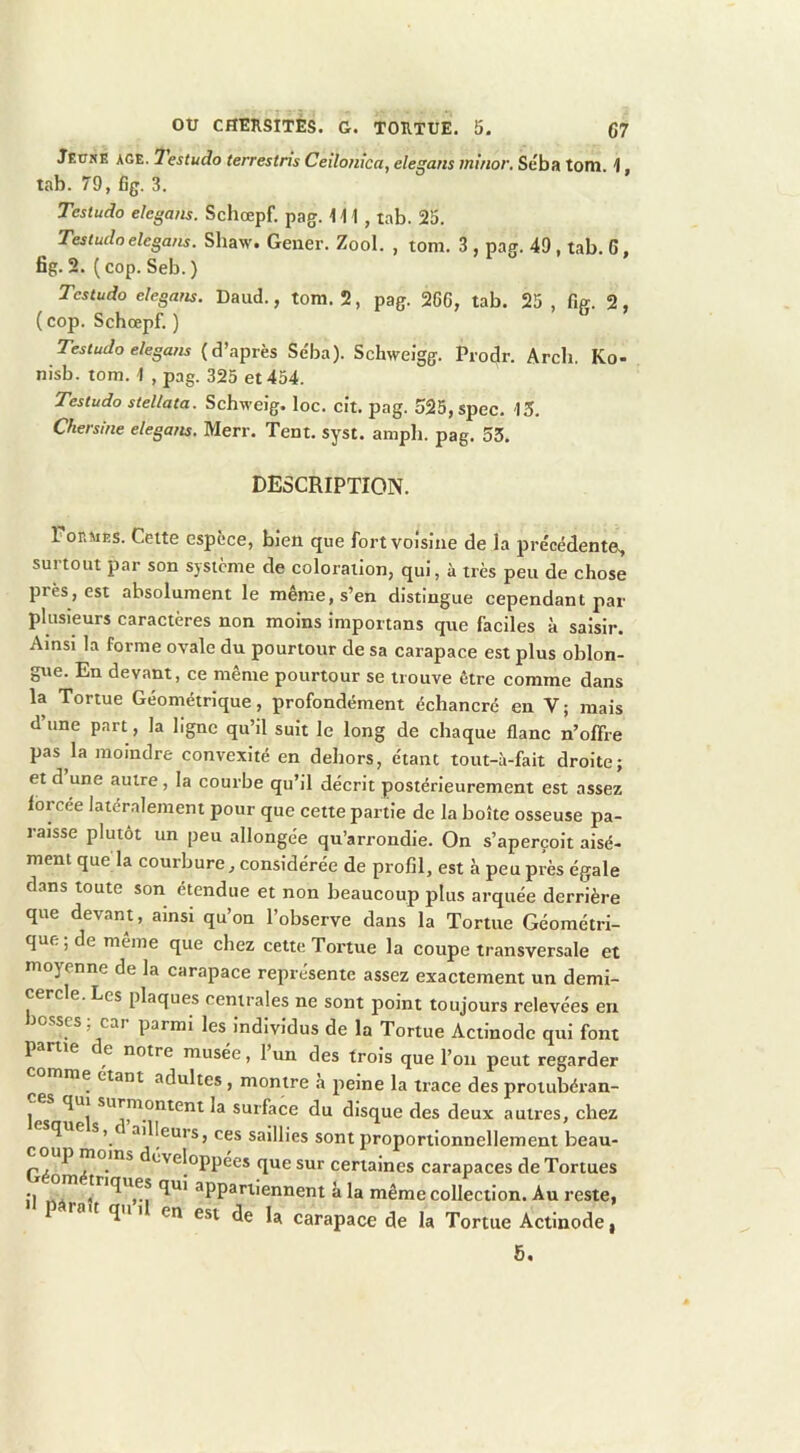 Jeuse AGE. lestudo terrestns Ceilonica, elegans ininor. Séba tom. 1, tab. 79, fig. 3. Testudo elegans. Schœpf. pag. \ \\ , tab. 25. Testudoelegans. Shaw. Geiier. Zool. , tom. 3 , pag. 49, tab. G, fig. 2. ( cop. Seb. ) Testudo elegans. Daud., tom. 2, pag. 2GG, tab. 25 , fig. 2, (cop. Schœpf.) ^ Testudo elegans (d’après Séba). SchweJgg. Prodr. Arcli. Ko- nisb. tom. 1 , pag. 325 et 454. Testudo stellata. Schweig. loc. cit. pag. 525,spec. 15. Chersine elegans. Merr. Tent. syst. ampli, pag. 53. DESCRIPTION. Foeaies. Cette espèce, bien que fort voisine de la précédente, surtout par son système de coloration, qui, à très peu de chose près, est absolument le meme, s’en distingue cependant par plusieurs caractères non moins importons que faciles à saisir. Ainsi la forme ovale du pourtour de sa carapace est plus oblon- gne. En devant, ce même pourtour se trouve être comme dans la Tortue Géométrique, profondément échancré en V ; mais d’une part, la ligne qu’il suit le long de chaque flanc n’offre pas la moindre convexité en dehors, étant tout-à-fait droite; et d une autre, la courbe qu’il décrit postérieurement est assez forcée latéralement pour que cette partie de la boîte osseuse pa- raisse plutôt un peu allongée qu’arrondie. On s’aperçoit aisé- ment que la courbure, considérée de profil, est à peu près égale dans toute son étendue et non beaucoup plus arquée derrière que devant, ainsi qu’on l’observe dans la Tortue Géométri- que; de meme que chez cette Tortue la coupe transversale et moyenne de la carapace représente assez exactement un demi- cercle. Les plaques centrales ne sont point toujours relevées en Josscs; car parmi les individus de la Tortue Actinode qui font P me e notre musée, 1 un des trois que l’on peut regarder nie étant adultes, montre .à peine la trace des protubéran- les surface du disque des deux autres, chez fi 5 saillies sont proportionnellement beau- P , ^ •^'iveloppées que sur certaines carapaces de Tortues •i , ! appartiennent à la même collection. Au reste, a t qii 1 en est de la carapace de la Tortue Actinode | 5,