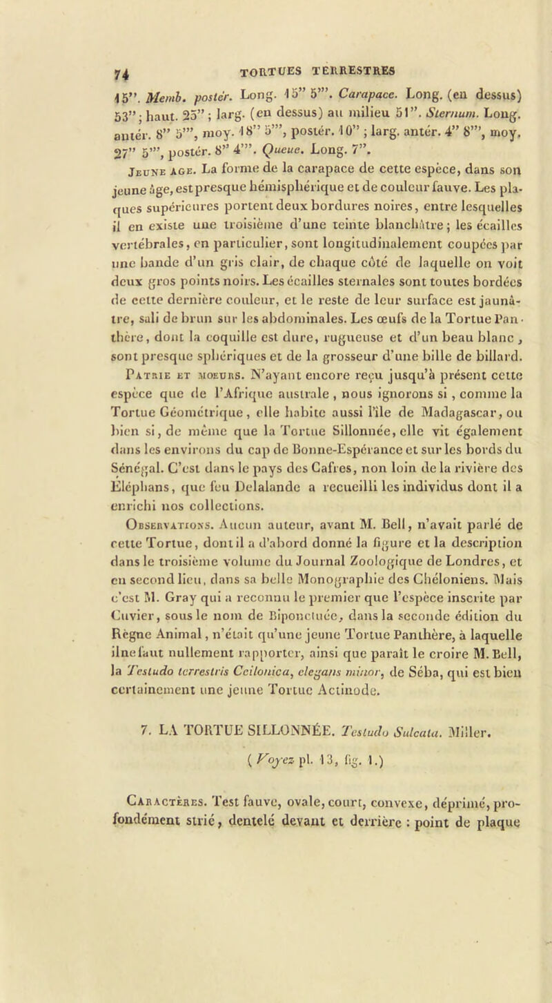 poster. Long, Carapace. Long, (eu dessus) 53” • haut. 25” ; larg. (en dessus) au milieu 51”. Sternum. Long, amer. 8” 5’”, moy. 18” 5’”, posiér. 10” ; larg. antér. 4” 8”’, moy, 27” 5’”, poster. 8” 4”’. Queue. Long. 7”. Jeune âge. La forme de la carapace de cette espèce, dans son jeune ûge, est presque hémisphérique et de couleur fauve. Les pla- ques supérieures portent deux bordures noires, entre lesquelles il en existe une troisième d’une teinte blanchâtre; les écailles vertébrales, en particulier, sont longitudinalement coupées par une bande d’un gris clair, de chaque cOté de laquelle on voit deux gros points noirs. Les écailles sternales sont toutes bordées de cette dernière couleur, et le reste de leur surface est jaunâ- tre, sali de brun sur les abdominales. Les œufs de la Tortue Pan • there, dont la coquille est dure, rugueuse et d’un beau blanc , sont presque sphériques et de la grosseur d’une bille de billard. Patrie et .moeurs. N’ayant encore reçu jusqu’à présent cette espèce que de l’Afrique australe , nous ignorons si, comme la Tortue Géométrique, elle habite aussi l’ile de Madagascar, ou bien si, de même que la Tortue Sillonnée, elle vit également dans les environs du cap de Bonne-Espérance et sur les bords du Sénégal. C’est dans le pays des Gafres, non loin de la rivière des Eléplians, que feu Delalande a recueilli les individus dont il a enrichi nos collections. Observations. Aucun auteur, avant M. Bell, n’avait parlé de cette Tortue, dont il a d’abord donné la figure et la description dans le troisième volume du Journal Zoologique de Londres, et en second lieu, dans sa belle Monographie des Chélonlens. Blais c'est M. Gray qui a reconnu le premier que l’espèce inscrite par Cuvier, sous le nom de Biponciuée, dans la seconde édition du Règne Animal, n’était qu’une jeune Tortue Panthère, à laquelle ilnefaut nullement rapporter, ainsi que paraît le croire M.Bell, la Tesiudo terrestris Ceiloiiica, clegans minor, de Séba, qui est bien certainement une jeune Tortue Actinode. 7. L.\ lOllTUE SILLONNÉE. 'Testudu Sulcatu. Miller. ( Fojez pl. 13, fig. 1.) Caractères. Test fauve, ovale, court, conve.\e, déprimé, pro- fondément strié, dentelé devant et derrière : point de plaque