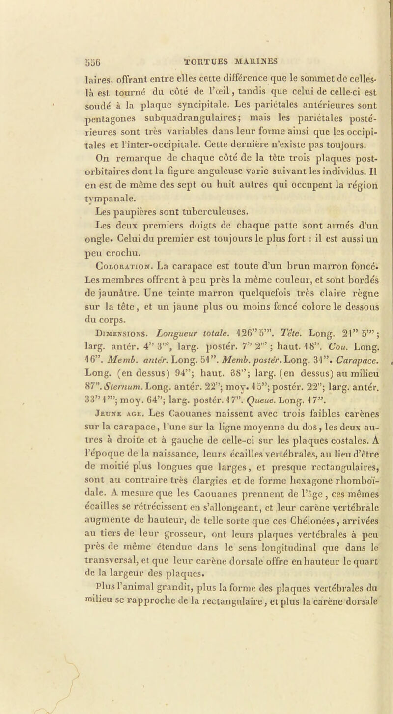 laires, offrant entre elles cette différence que le sommet de celles- là est tourné du côté de l’œil, tandis que celui de celle-ci est soudé à la plaque syncipitale. Les pariétales antérieures sont pentagones subquadrangulaires; mais les pariétales posté- rieures sont très variables dans leur forme ainsi que les occipi- tales et l’inter-occipitale. Cette dernière n’existe pas toujours. On remarque de chaque côté de la tête trois plaques post- orbitaii'es dont la figure anguleuse varie suivant les individus. Il en est de même des sept ou huit autres qui occupent la région tympanalc. Les paupières sont tuberculeuses. Les deux premiers doigts de chaque patte sont aimés d’un ongle. Celui du premier est toujours le plus fort : il est aussi un peu crochu. Coloration. La carapace est toute d’un brun marron foncé. Les membres offrent à peu près la même couleur, et sont bordés de jaunâtre. Une teinte marron quelquefois très claire règne sur la tête, et un jaune plus ou moins foncé colore le dessous du corps. Dimensions. Longueur totale. 126” 5”’. Tête. Long. 21” 5”’; larg. antér. 4” 3’”, larg. postér. 7” 2’” ; haut. 18”. Cou. Long. 16”. Memb. antér. Long. 51”. Memh. porter. Long. 31”. Carapace. Long, (en dessus) 94”; haut. 38”; larg. (en dessus) au milieu ^7”. Sternum. Long, antér. 22”; moy. 15”; postér. 22”; larg. antér. 33”1”’;moy. 64”; larg. postér. 17”. Queue. Long. 17”. Jeune âge. Les Caouanes naissent avec trois faibles carènes sur la carapace, l’une sur la ligne moyenne du dos, les deux au- tres à droite et à gauche de celle-ci sur les plaques costales. A l’époque de la naissance, leurs écailles vertébrales, au lieu d’être de moitié plus longues que larges, et presque rectangulaires, sont au contraire très élargies et de forme hexagone rhomboï- dale. A mesure que les Caouanes prennent de l’âge , ces mêmes écailles se rétrécissent en s’allongeant, et leur carène vertébrale augmente de hauteur, de telle sorte que ces Chélonées, arrivées au tiers de leur grosseur, ont leurs plaques vertébrales à peu près de même étendue dans le sens longitudinal que dans le transversal, et que leur carène doi'salc offre en hauteur le quart de la largeur des plaques. Plus l’animal grandit, plus Informe des plaques vertébrales du milieu se rapproche de la rectangulaire, et plus la carène dorsale
