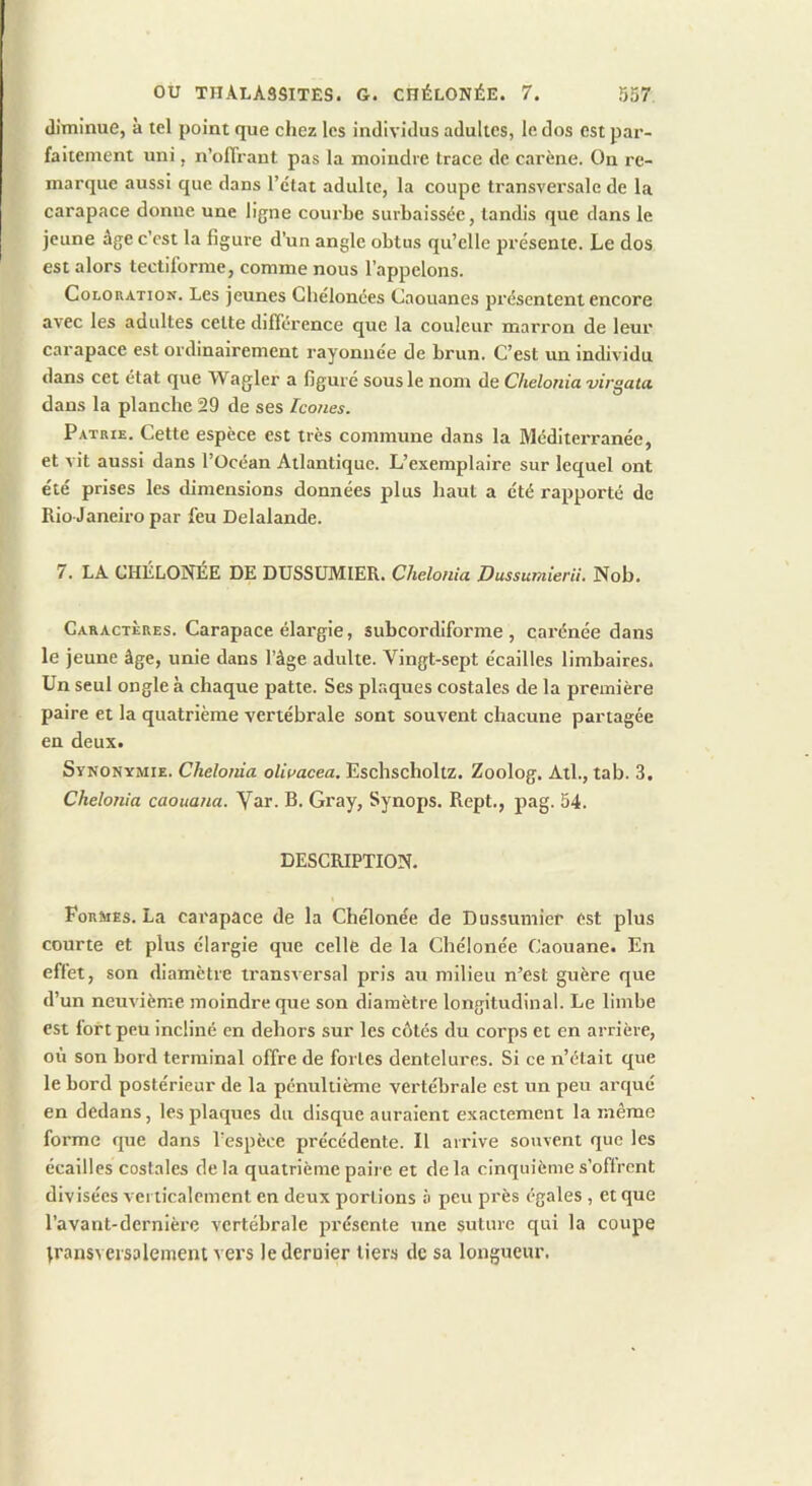diminue, à tel point que chez les individus adultes, le dos est par- faitement uni, n’ofTrant pas la moindre trace de carène. On re- marque aussi que dans l’ctat adulte, la coupe transversale de la carapace donne une ligne courbe surbaissée, tandis que clans le jeune âge c’est la figure d’un angle obtus qu’elle présente. Le dos est alors lectiforme, comme nous l’appelons. Coloration. Les jeunes Cbélonées Caonanes présentent encore avec les adultes cette différence que la couleur marron de leur carapace est ordinairement rayonnée de brun. C’est un Individu dans cet état que Wagler a figuré sous le nom de Chelonia virgata dans la planche 29 de ses Icônes. Patrie. Cette espèce est très commune dans la Méditerranée, et vit aussi dans l’Océan Atlantique. L’exemplaire sur lequel ont été prises les dimensions données plus haut a été rapporté de Rio Janeiro par l’eu Delalande. 7. LA CHÉLONEE DE DUSSÜMIER. Chelonia Dussumierii. Nob. Caractères. Carapace élargie, subcordiforme , carénée dans le jeune âge, unie dans l’âge adulte. Vingt-sept écailles limbaires. Un seul ongle à chaque patte. Ses plaques costales de la première paire et la quatrième vertébrale sont souvent chacune partagée en deux. Synonymie. Chelonia olivacea, Eschscholtz. Zoolog. Atl., tab. 3. Chelonia caouatia. Yar- B. Gray, Synops. Rept., pag. 54. DESCRIPTION. Formes. La carapace de la Chélonée de Dussuniier est plus courte et plus élargie que celle de la Chélonée Caouane. En effet, son diamètre transversal pris au milieu n’est guère que d’un neuvième moindre que son diamètre longitudinal. Le limbe est fort peu incliné en dehors sur les côtés du corps et en arrière, où son bord terminal offre de fortes dentelures. Si ce n’était que le bord postérieur de la pénultième vertébrale est un peu arqué en dedans, les plaques du disque auraient exactement la même forme que dans l’espèce précédente. Il arrive souvent que les écailles costales de la quatrième paire et de la cinquième s’oflrcnt divisées vei ticalement en deux portions à peu près égales , et que l’avant-dernière vertébrale présente une suture qui la coupe iransversolement vers le deruier tiers de sa longueur.