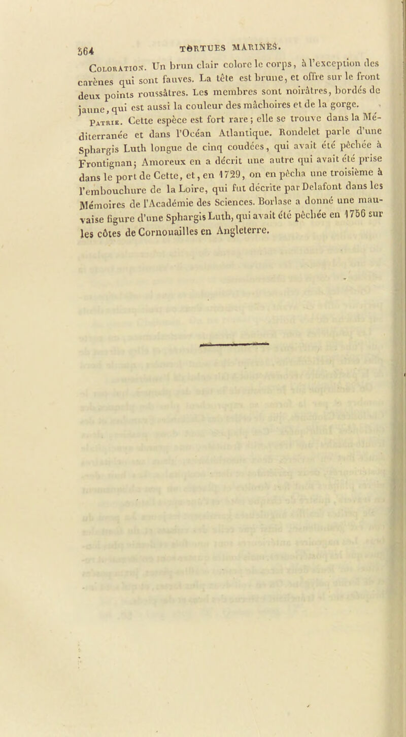 TÔKTUES AlAE-INÈfi. Coloration. Un bnm clair colore le corps, à l’exccplion des carènes qui sont fauves. La lête est brune, et offre sur le front deux points roussâlres. Les membres sont noirâtres, bordés de jaune, qui est aussi la couleur des mâchoires et de la gorge. ^, Patrie. Cette espèee est fort rare ; elle se trouve dans la Mé- diterranée et dans l’Océan Atlantique. Rondelet parle d’une Sphargis Luth longue de cinq coudées, qui avait été pêchée à Frontignan; Amoreux en a décrit une autre qui avait été prise dans le port de Cette, et, en 1729, on en pêcha une troisième à l’emhouchure de la Loire, qui fut décrite parDelafont dans les Mémoires de l’Académie des Sciences. Borlasc a donné une mau- vaise figure d’une Sphargis Luth, qui avait été pêchée en 175C sur les côtes de Cornouailles en Angleterre.