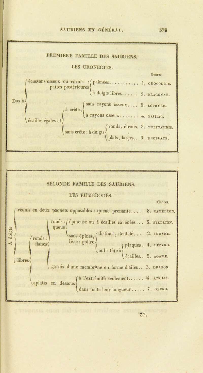 PREMIÈRE FAMILLE DES SAURIENS. les ÜRONECïES. Genre*. Dos à< ' écussons osseux ou cornés palmées i. cbocodile. pattes postérieures] ( à doigts libres 2. nUAGOîfrîE. , à crête, y écailles égales et, sans rayons osseux. ... 5. lophtre. ^ à rayons 0S.S6U.X 4. basilic. (ronds, étroits. 3. tupinambis. , plats, larges.. C. uroplate. SECONDE FAMILLE DES SAURIENS. LES EUMÉRODES. Genre*. M> ’o I réunis en deux paeprets opposables : queue prenante 8. caméléon. j ronds : É épineuse ou à écailles carénées... G. stellion. l queue] ronds ] ^ ■ ■ ■ ■ nanc;<' li^se: goitre /piques. I. lézard. V nul ; tète à I (^écailles.. 5. agame. libres garnis d’une membrane en forme d’ailes.. 3. dragon. fà l’extrémité seulement 4. anolis. dans toute leur longueur 7. gecko. 57.