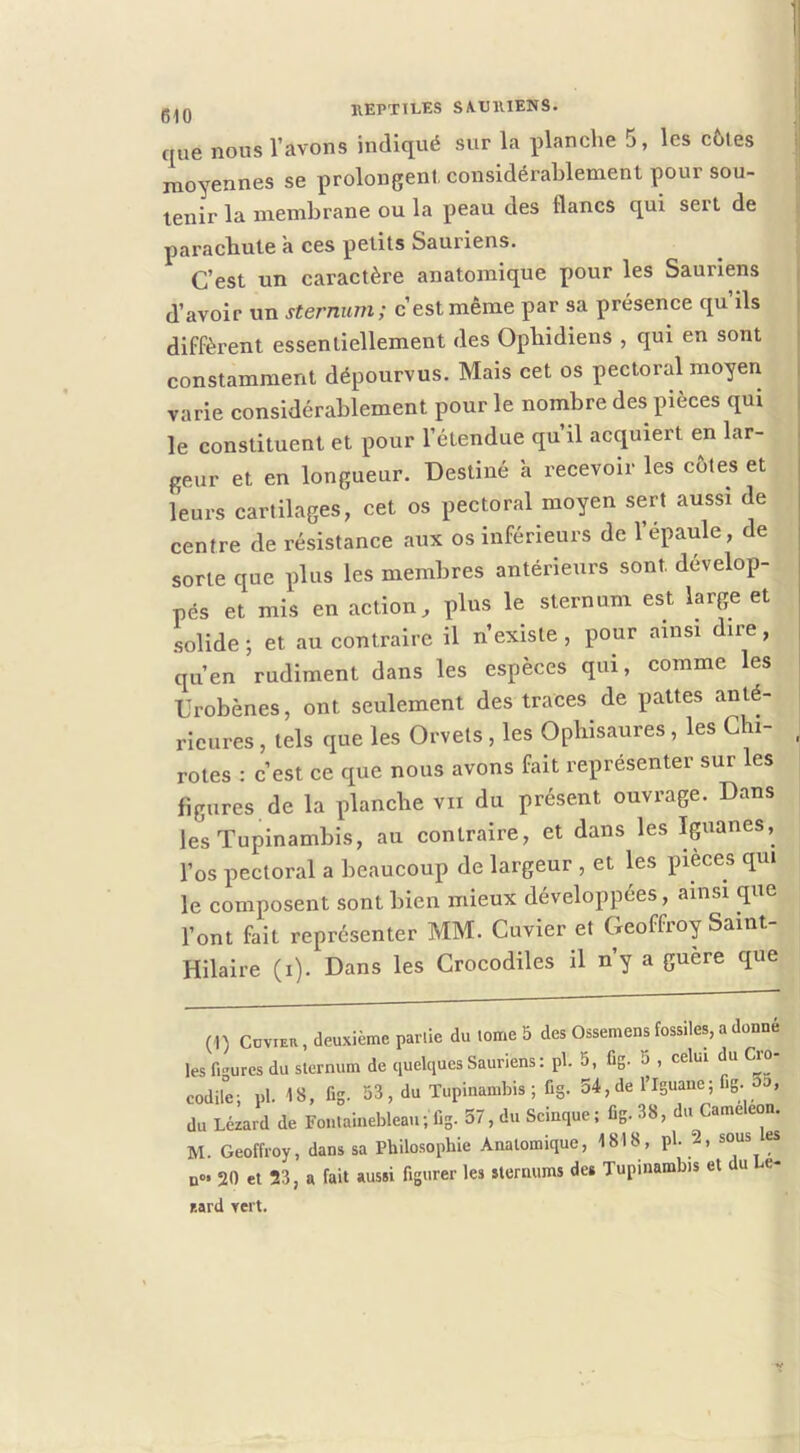 g^Q REPTTLKS SMIlUENS. que nous l’avons indiqué sur la planche 5, les c6les moyennes se prolongent, considérablement pour sou- tenir la membrane ou la peau des flancs qui sert de parachute a ces petits Sauriens. C’est un caractère anatomique pour les Sauriens d’avoir un sternum; c’est même par sa présence qu ils diffèrent essentiellement des Ophidiens , qui en sont constamment dépourvus. Mais cet os pectoral moyen varie considérablement pour le nombre des pièces qui le constituent et pour l’étendue qu’il acquiert en lar- geur et en longueur. Destiné a recevoir les côtes et leurs cartilages, cet os pectoral moyen sert aussi de centre de résistance aux os inférieurs de l’épaule, de sorte que plus les membres antérieurs sont dévelop- pés et mis en action, plus le sternum est large et solide; et au contraire il n’existe, pour ainsi dire, qu’en rudiment dans les espèces qui, comme les Urobènes, ont seulement des traces de pattes anté- rieures , tels que les Orvets , les Ophisaures, les Chi- rotes : c’est ce que nous avons fait représenter sur les figures de la planche vu du présent ouvrage. Dans les Tupinambis, au contraire, et dans les Iguanes, l’os pectoral a beaucoup de largeur , et les pièces qui le composent sont bien mieux développées, ainsi que l’ont fait représenter MM. Cuvier et Geoffroy Saint- Hilaire (i). Dans les Crocodiles il n’y a guère que (1) CoviEU, deuxième partie du tome 5 des Osseniens fossiles, a donné les figures du sternum de quelques Sauriens: pl. 5, fig. 5 , celui du Cro codile; pl. 18, üg. 53, du Tupinambis ; ûg. 54, de l’Iguane ; fig. o , du Lézard de Fontainebleau ; fig. 37, du Scinque; fig. 38, du Caméléon. M. Geoffroy, dans sa Philosophie Anatomique, 1818, pl. 2, sous es n« 20 et 23, a fait aussi figurer les sternums de* Tupinambis et u e- r.ard yert.