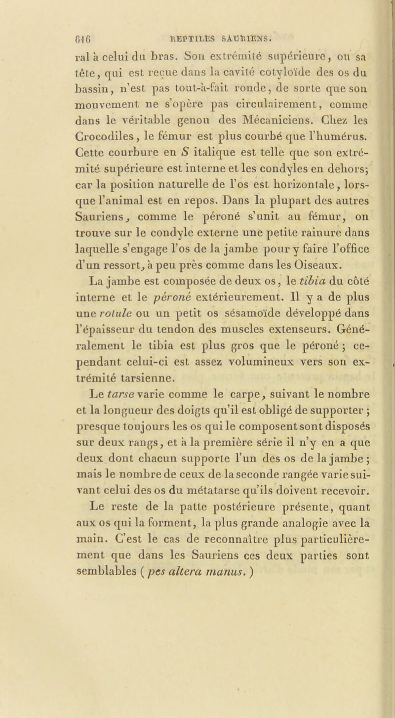 IIEPTILES SATJ1\1ENS. 016 ral h celui cia bras. Son extrémité supérieure, ou sa tête, qui est reçue dans la cavité cotyloïde des os du bassin, n’est pas toat-ii-fait ronde, de sorte cpie son mouvement ne s’opère pas clrculairement, comme dans le véritable genou des Mécaniciens. Chez les Crocodiles, le fémur est plus courbé cpie l’humérus. Cette courbure en S italique est telle que son extré- mité supérieure est interne et les condyles en dehors; car la position naturelle de l’os est horizontale, lors- que l’animal est en repos. Dans la plupart des autres Sauriens J comme le péroné s’unit au fémur, on trouve sur le condyle externe une petite rainure dans laquelle s’engage l’os de la jambe pour y faire l’office d’un ressortj à peu près comme dans les Oiseaux. La jambe est composée de deux os, le tibia du côté interne et le péroné extérieurement. Il y a de plus une rotule ou un petit os sésamoïde développé dans l’épaisseur du tendon des muscles extenseurs. Géné- ralement le tibia est plus gros que le péroné ; ce- pendant celui-ci est assez volumineux vers son ex- trémité tarsienne. Le tczrs-e varie comme le carpe, suivant le nombre et la longueur des doigts qu’il est obligé de supporter ; presque toujours les os qui le composent sont disposés sur deux rangs, et h la première série il n’y en a que deux dont chacun supporte l’un des os de la jambe; mais le nombre de ceux de la seconde rangée varie sui- vant celui des os du métatarse qu’ils doivent recevoir. Le reste de la patte postérieure présente, quant aux os qui la forment, la plus grande analogie avec la main. C’est le cas de reconnaître plus particulière- ment que dans les Sauriens ces deux parties sont semblables ( pes altéra manus. )