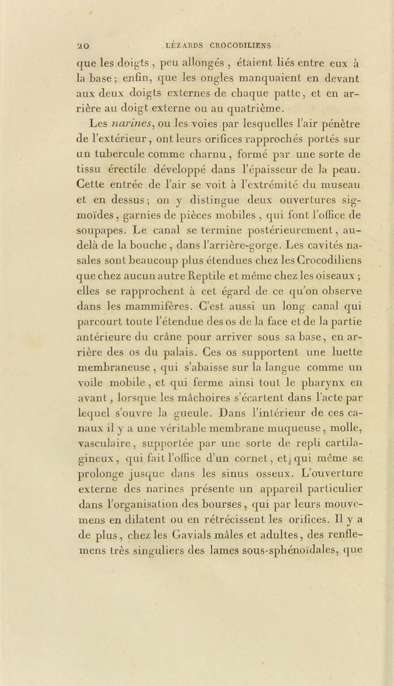 que les doigts , peu allongés , étaient liés entre eux à la base ; enfin, que les ongles manquaient en devant aux deux doigts externes de chaque patte, et en ar- rière au doigt externe ou au quatrième. Les narines., ou les voies par lesquelles l’air pénètre de l’extérieur, ont leurs orifices rapprochés portés sur un tubercule comme charnu, formé par une sorte de tissu érectile développé dans l’épaisseur de la peau. Cette entrée de l’air se voit à l’extrémité du museau et en dessus ; on y distingue deux ouvertures sig- moïdes , garnies de pièces mobiles , qui font l’office de soupapes. Le canal se termine postérieurement, au- delà de la bouche , dans l’arrière-gorge. Les cavités na- sales sont beaucoup plus étendues chez les Grocodiliens que chez aucun autre Reptile et même chez les oiseaux ; elles se rapprochent à cet égard de ce c£u’on observe dans les mammifères. C’est aussi un long canal cjui parcourt toute l’étendue des os de la face et de la partie antérieure du crâne pour arriver sous sa hase, en ar- rière des os du, palais. Ces os supportent une luette membraneuse , qui s’abaisse sur la langue comme un voile mobile, et cjui ferme ainsi tout le pharynx en avant J lorsque les mâchoires s’écartent dans l’acte par lequel s’ouvre la gueule. Dans l’intérieur de ces ca- naux il y a une véritable membrane muqueuse, molle, vasculaire, supportée par une sorte de repli cartila- gineux, qui fait l’office d’un cornet, et^qui même se prolonge jusque dans les sinus osseux. L’ouverture externe des narines présente un appareil particulier dans l’organisation des bourses, qui par leurs mouve- mens en dilatent ou en rétrécissent les orifices. Il y a de plus, chez les Gavials mâles et adultes, des renfle- mens très singuliers des lames sous-sphénoïdales, que