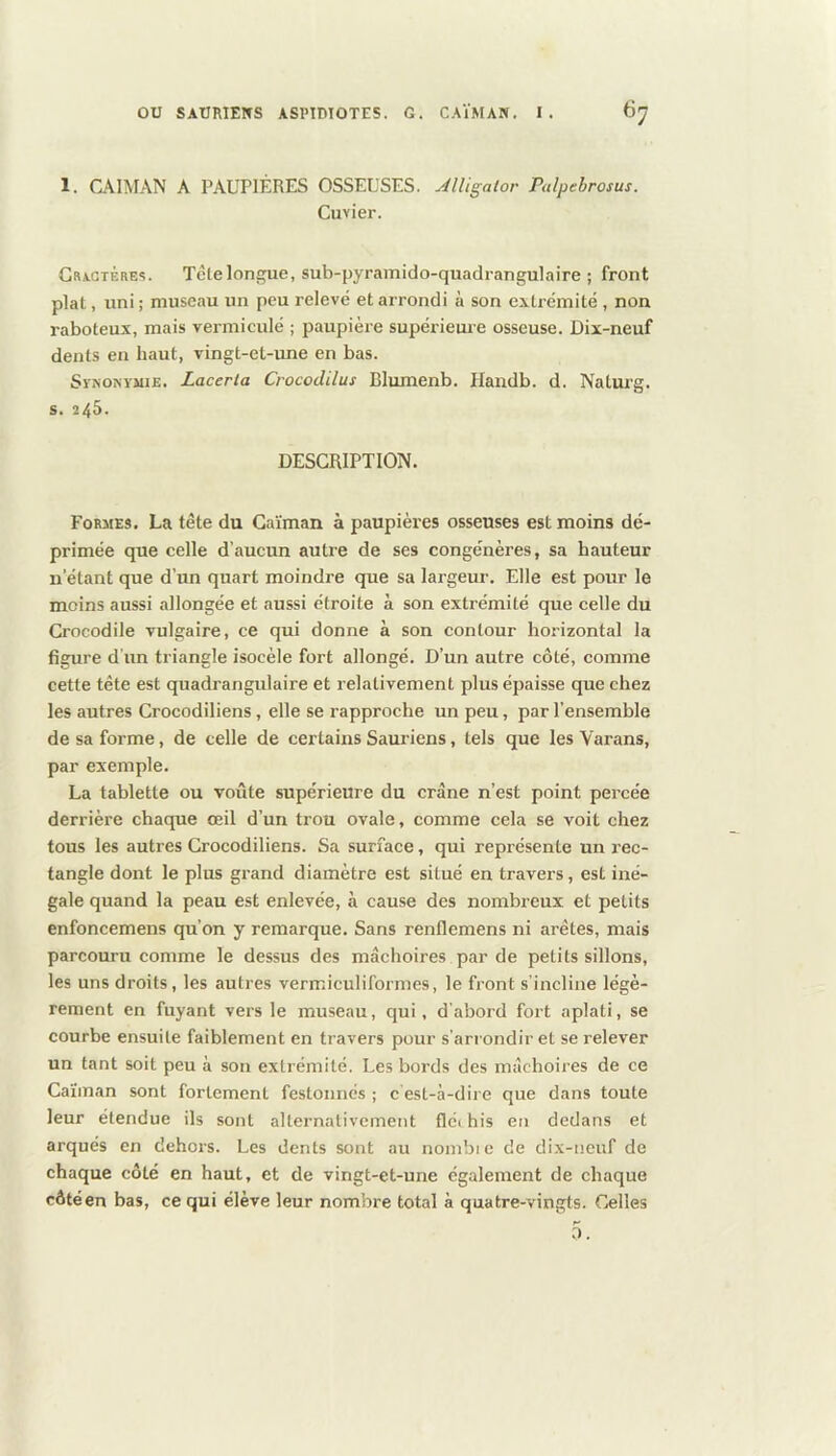 1. CAÏMAN A PAUPIÈRES OSSEUSES. Alligator Palpebrosus. Cuvier. Gragtére?. Tctelongue, sub-pyramido-quadrangulaire ; front plat, uni ; muse.nu un peu relevé et arrondi à son extrémité, non raboteux, mais vermiculé ; paupière supérieme osseuse. Dix-neuf dents en haut, vingt-et-xme en bas. SvNOMiUE. Lacerta Crocodilus Blumenb. Handb. d. Natmg. s. 245. DESCRIPTION. Formes. La tête du Caïman à paupières osseuses est moins dé- primée que celle d’aucun autre de ses congénères, sa hauteur n’étant que d’un quart moindre que sa largeur. Elle est pour le moins aussi allongée et aussi étroite à son extrémité que celle du Crocodile vulgaire, ce qui donne à son contour horizontal la figure d'un triangle isocèle fort allongé. D’un autre côté, comme cette tête est quadrangulaire et relativement plus épaisse que chez les autres Crocodiliens, elle se rapproche un peu, par l’ensemble de sa forme, de celle de certains Sauriens, tels que les Varans, par exemple. La tablette ou voûte supérieure du crâne n’est point percée derrière chaque œil d’un trou ovale, comme cela se voit chez tous les autres Crocodiliens. Sa surface, qui représente un rec- tangle dont le plus grand diamètre est situé en travers, est iné- gale quand la peau est enlevée, à cause des nombreux et petits enfoncemens qu’on y remarque. Sans renflemens ni arêtes, mais parcouru comme le dessus des mâchoires par de petits sillons, les uns droits, les autres vermiculiformes, le front s'incline légè- rement en fuyant vers le museau, qui, d'abord fort aplati, se courbe ensuite faiblement en travers pour s'arrondir et se relever un tant soit peu à son extrémité. Les bords des mâchoires de ce Caïman sont fortement festonnés ; c'est-à-dire que dans toute leur étendue ils sont alternativement fléi his en dedans et arqués en dehors. Les dents sont au nombic de dix-neuf de chaque côté en haut, et de vingt-et-une également de chaque côtéen bas, ce qui élève leur nombre total à quatre-vingts. Celles 5.