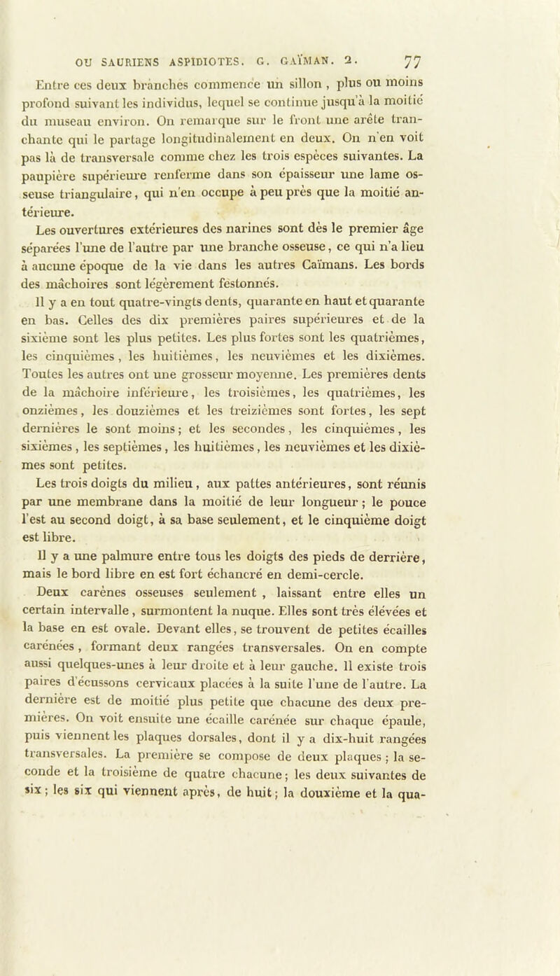 Entre ces deux branches commence un sillon , plus ou moins profond suivant les individus, lequel se continue jusqu à la moitié du museau environ. On remarque sur le front une arête tran- chante qui le partage longitudinalement en deux. On n'en voit pas là de transversale comme chez les trois espèces suivantes. La paupière supérieui’e renferme dans son épaisseur une lame os- seuse triangulaire, qui n’en occupe à peu près que la moitié an- térieure. Les ouvertures extérieures des narines sont dès le premier âge séparées l’une de l’autre par mie branche osseuse, ce qui n’a lieu à aucune époque de la vie dans les autres Caïmans. Les bords des mâchoires sont légèrement festonnés. 11 y a en tout quatre-vingts dents, quarante en haut et quarante en bas. Celles des dix premières paires supérieures et de la sixième sont les plus petites. Les plus fortes sont les quatrièmes, les cinquièmes, les huitièmes, les neuvièmes et les dixièmes. Toutes les autres ont une grosseur moyemie. Les premières dents de la mâchoire infériem’C, les troisièmes, les quatrièmes, les onzièmes, les douzièmes et les treizièmes sont fortes, les sept dernières le sont moins ; et les secondes, les cinquièmes, les sixièmes, les septièmes, les huitièmes, les neuvièmes et les dixiè- mes sont petites. Les trois doigts du milieu, aux pattes antérieui’es, sont réimis par une membrane dans la moitié de leur longueur ; le pouce l’est au second doigt, à sa base seulement, et le cinquième doigt est libre. 11 y a une palmure entre tous les doigts des pieds de derrière, mais le bord libre en est foi't échancré en demi-cercle. Deux carènes osseuses seulement , laissant entre elles un certain intervalle, surmontent la nuque. Elles sont très élevées et la base en est ovale. Devant elles, se trouvent de petites écailles carénées, formant deux rangées transversales. On en compte aussi quelques-imes à leur droite et à leur gauche. 11 existe trois paires d’écussons cervicaux placées à la suite l’une de l’autre. La dernière est de moitié plus petite que ehacune des deux pre- mières. On voit ensuite une écaille carénée sur chaque épaule, puis viennent les plaques dorsales, dont il y a dix-huit rangées transversales. La première se compose de deux plaques ; la se- conde et la troisième de quati'e chacune ; les deux suivantes de six ; les six qui viennent après, de huit; la deuxième et la qua-