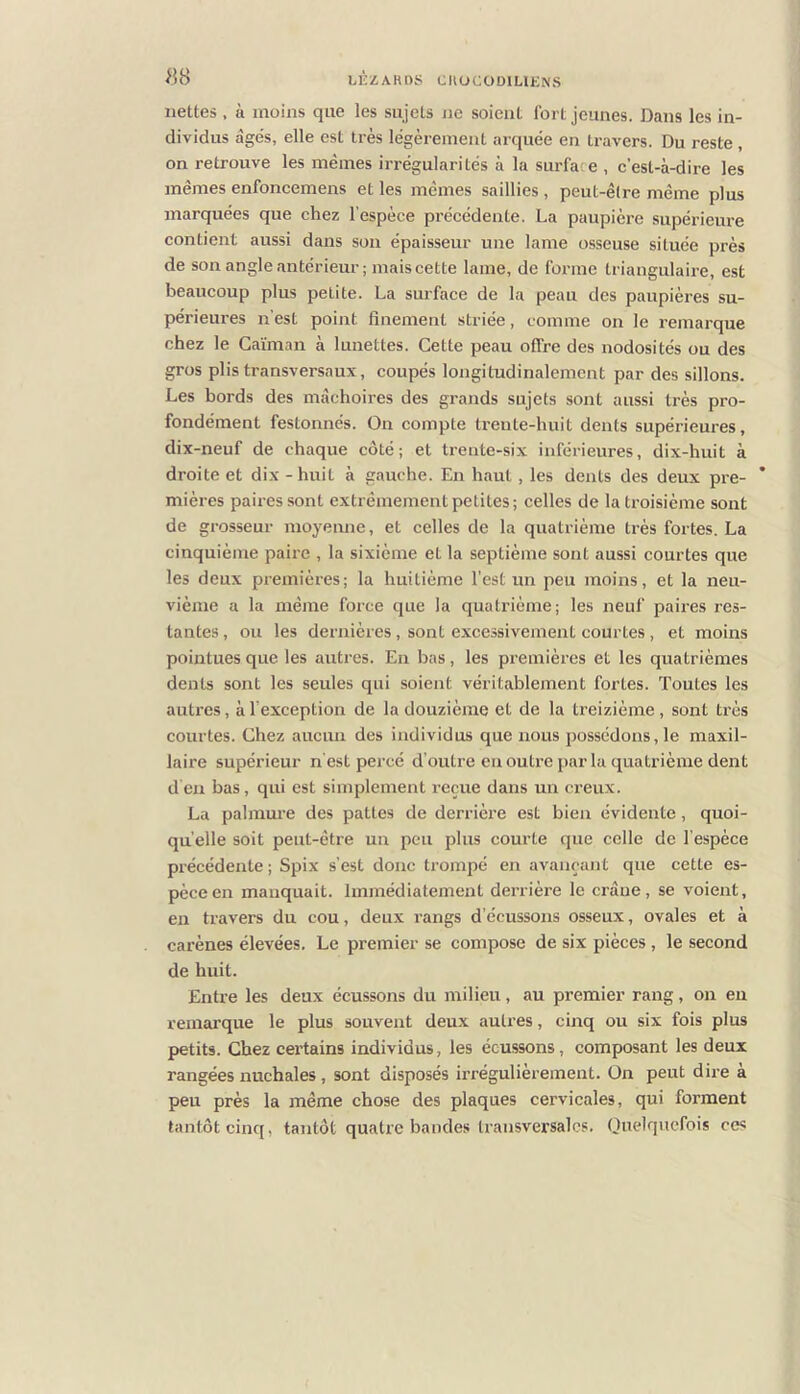 HS nettes , à moins que les sujets ne soient fort jeunes. Dans les in- dividus âge's, elle est très légèrement arquée en travers. Du reste, on retrouve les memes irrégularités à la surface , c’est-à-dire les memes enfoncemeus et les memes saillies , peut-être même plus marquées que chez l’espèce précédente. La paupière supérieure contient aussi dans son épaisseur une lame osseuse située près de son angle antérieur; mais cette lame, de forme triangulaire, est beaucoup plus petite. La surface de la peau des paupières su- périeures n’est point finement striée, comme on le remarque chez le Caïman à lunettes. Cette peau offre des nodosités ou des gros plis transversaux, coupés longitudinalement par des sillons. Les bords des mâchoires des grands sujets sont aussi très pro- fondément festonnés. Ou compte trente-huit dents supérieures, dix-neuf de chaque côté; et trente-six inférieures, dix-huit à droite et dix - huit à gauche. En haut, les dents des deux pre- mières paires sont extrêmement petites; celles de la troisième sont de grosseur moyenne, et celles de la quatrième très fortes. La cinquième paire , la sixième et la septième sont aussi courtes que les deux premières; la huitième l'est un peu moins, et la neu- vième a la même force que la quatrième; les neuf paires res- tantes , ou les dernières, sont excessivement courtes, et moins pointues que les autres. En bas, les premières et les quatrièmes dents sont les seules qui soient véritablement fortes. Toutes les autres, à l'exception de la douzième et de la treizième, sont très courtes. Chez aucun des individus que nous possédons, le maxil- laire supérieur n est percé d’outre eu outre par la quatrième dent deu bas, qui est simplement reçue dans un creux. La palmure des pattes de derrière est bien évidente, quoi- qu’elle soit peut-être un peu plus courte que celle de l’espèce précédente ; Spix s’est donc trompé en avançant que cette es- pèce en manquait. Immédiatement derrière le crâue, se voient, en travers du cou, deux rangs d’écussons osseux, ovales et à carènes élevées. Le premier se compose de six pièces, le second de huit. Entre les deux écussons du milieu, au premier rang, on en remarque le plus souvent deux autres, cinq ou six fois plus petits. Chez certains individus, les écussons, composant les deux rangées nuchales, sont disposés irrégulièrement. On peut dire à peu près la même chose des plaques cervicales, qui forment tantôt cincf, tantôt quati'e bandes transversales. Quelquefois ces