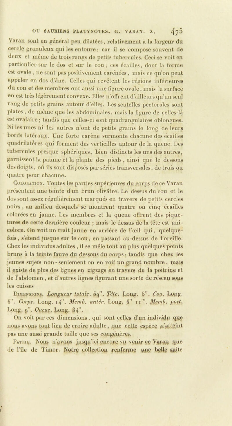 Varan sont en général peu dilatées, relativement à la largeur du cercle granuleux qui les entoure ; car il se compose souvent de deux et meme de trois rangs de petits tubercules. Ceci se voit en particulier sur le dos et sur le cou; ces écailles, dont la forme est ovale, ne sont pas positivement carénées , mais ce qu’on peut appeler en dos d’âne. Celles qui revêtent les régions inférieures du cou et des membres ont aussi mie figure ovale, mais la sm-face en est très légèrement convexe. Elles n’offrent d’ailleurs qu’un seul rang de petits grains autour d’elles. Les scutcllcs pectorales sont plates , de même que les abdominales, mais la figure de celles-là est ovalaire ; tandis que celles-ci sont quadrangulaires oblongues. Ni les unes ni les autres n’ont de petits grains le long de leurs bords latéraux. Une forte carène surmonte chacune des écailles quadrilatères qui forment des verticilles autour de la queue. Des tubercules presque sphéi'iques, bien distincts les uns des autres, garnissent la paume et la plante des pieds, ainsi que le dessous des doigts, où ils sont disposés par séries transversales, de trois ou quatre pour chacmie. Coloration. Toutes les parties supérieures du corps de ce Varan présentent une teinte d'un brun olivâtre. Le dessus du cou et le dos sont assez régulièrement marqués en travers de petits cercles noirs, au milieu desquels se montrent quatre ou cinq écailles colorées en jaune. Les membres et la queue offrent des pique- tures de cette dernière couleur ; mais le dessus de la tête est uni- colore. On voit un trait jaune en arrière de l’œil qui, quelque- fois , s’étend jusque sur le cou, en passant au-dessus de l’oreille. Chez les individus adultes , il se mêle tout au plus quelques points bruns à la teinte fauve du dessous du corps ; tandis que chez les jeunes sujets non - seulement on en voit im giand nombre, mais il existe de plus des lignes en zigzags en travers de la poitrine et de l’abdomen, et d’autres lignes figurant une sorte de réseau sous les cuisses Di.mensions. Longueur totale. Sq”. Tête. Long. 5”. Cou. Long. 6”. Corps. Long. i4”* Memb. antér. Long. 6” ii’”. Memb. posi. Long. 9”. Queue. Long. 34”. On voit par ces dimensions, qui sont celles d’un individu que nous avons tout lieu de croire adulte, que cette espèce n’a,tteint pas une aussi grande taille que ses copgénères. Patrie. Nous n’avons jusqu’ici encore vu venir ce Varau que de nie de Timor. Notre collection renferme qne bejle suite