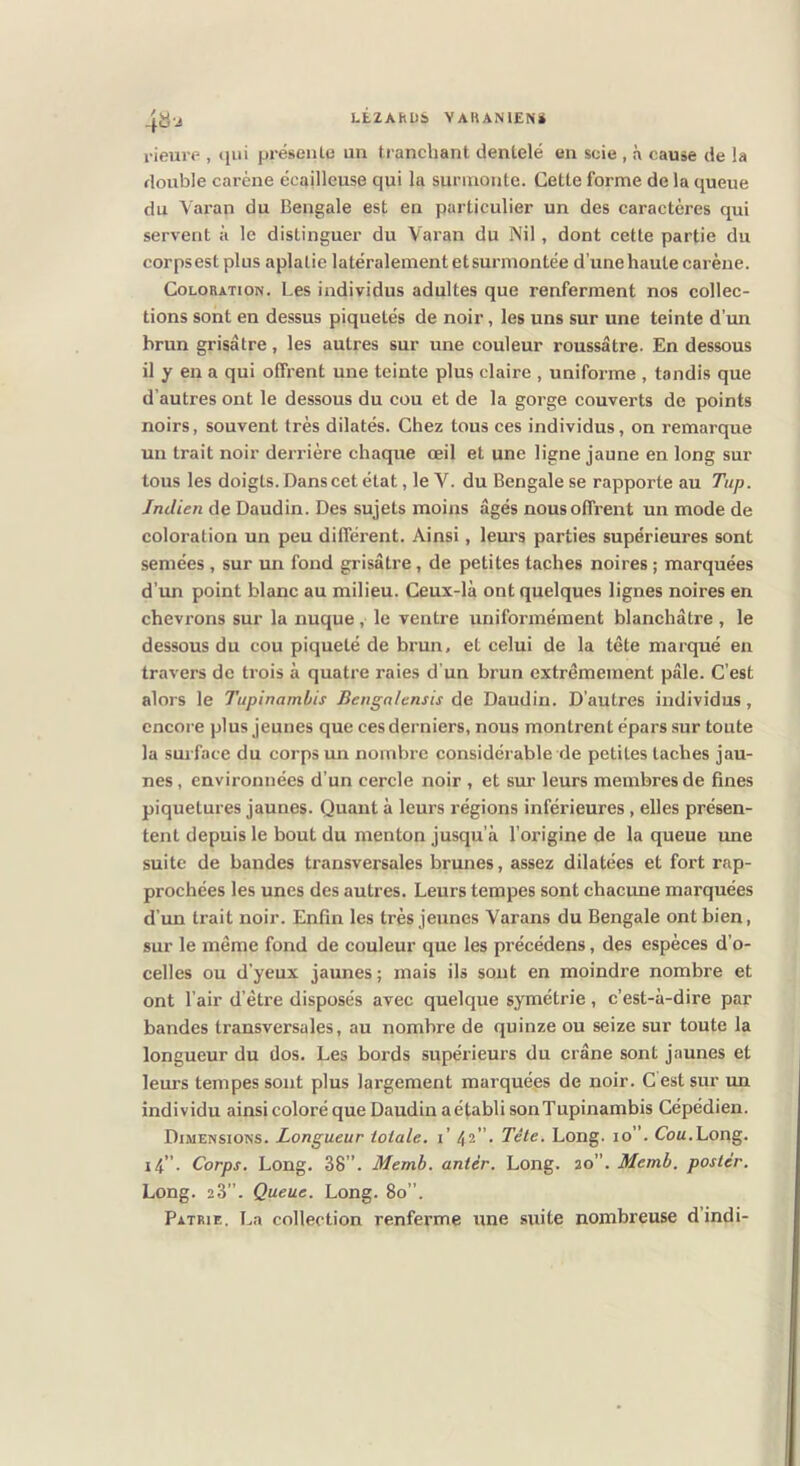 rieiire , iiui préseiUe un t.i ancbant dentelé en scie , à cause de la double carène écailleuse qui la surmonte. Cette forme de la queue du Varan du Bengale est en particulier un des caractères qui servent à le distinguer du Varan du Nil, dont cette partie du corps est plus aplatie latéralement et surmontée d’une haute carène. Coloration. Les individus adultes que renferment nos collec- tions sont en dessus piquetés de noir, les uns sur une teinte d’mi hrun grisâtre, les autres sur une couleur roussâtre. En dessous il y en a qui offrent une teinte plus claire , uniforme , tandis que d’autres ont le dessous du cou et de la gorge couverts de points noirs, souvent très dilatés. Chez tous ces individus, on remarque un trait noir derrière chaque œil et une ligne jaune en long sur tous les doigts. Dans cet état, le V. du Bengale se rapporte au Tup. Indien de Daudin. Des sujets moins âgés nous offrent un mode de coloration un peu différent. Ainsi, lem’s parties supérieures sont semées , sur un fond grisâtre, de petites taches noires ; marquées d’un point blanc au milieu. Ceux-là ont quelques lignes noires en chevrons sur la nuque, le ventre uniformément blanchâtre , le dessous du cou piqueté de brun, et celui de la tête marqué en travers de trois à quati’e raies d’un brun extrêmement pâle. C’est alors le Tupinamhis Bcngalcnsis de Daudin. D’autres individus, encore plus jeunes que ces derniers, nous montrent épars sur toute la sulfate du corps un nombre considérable de petites taches jau- nes , environnées d’un cercle noir , et sur leurs membres de fines piquetures jaunes. Quant à leurs régions inférieures , elles présen- tent depuis le bout du menton jusqu’à l’origine de la queue une suite de bandes transversales brunes, assez dilatées et fort rap- prochées les unes des autres. Leurs tempes sont chacune marquées d’un trait noir. Enfin les très jeunes Varans du Bengale ont bien, sur le même fond de couleur que les précédens, des espèces d’o- celles ou d’yeux jaunes ; mais ils sont en moindre nombre et ont l’air d’être disposés avec quelque symétrie, c’est-à-dire par bandes transversales, au nombre de quinze ou seize sur toute la longueur du dos. Les bords supérieurs du crâne sont jaunes et leui’S tempes sont plus largement marquées de noir. C est sur un individu ainsi coloré que Daudin a établi sonTupinambis Cépédien. Dimensions. Longueur totale, i’ /jî”- Tête. Long. lo”. Cou.Long. i4”. Corps. Long. 38”. Memh. antèr. Long. 20”. Memb. poster. Long. 23”. Queue. Long. 80”. Patrie. La collection renferme une suite nombreuse dindi-