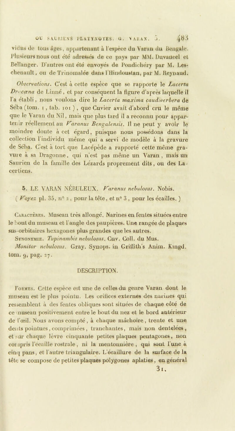 ou SA.LRIENS l’L ATÏKÜ lES. U. >ARAX. J. 4^^ vidiid do tous âges, appartouant à l’espèce du Varan du Ueiigale. l’iusieiirs nous ont été adressés de co pays par MM. Duvaucel et Bellanger. D’autres ont été envoyés de Pondichéry par M. Les- chenaidt. ou de Trinoinalée dans l’ilindoustan, par M. Ueynaud. Observations. C’est à cette espèce que se rapporte le Lacerta Dr ncœna de Linné, et par conséquent la figure d’après laquelle il l’a établi, nous voulons dire le Lacerta maxima caudiverbera de Séba (tom. i, tab. loi ), que Cuvier avait d'abord cru le même que le Varan du Nil, mais que plus tard il a reconnu pour appar- tenir réellement au tiranus Bengalensis. Il ne peut y avoir le moindre doute à cet égard, puisque nous possédons dans la collection l’individu même qui a servi de modèle à la gravure de Séba. C’est à tort que Lacépède a rapporté cette même gra- vure à sa Dragonne, qui n’est pas même un Varan, mais un Saurien de la famille des Lézards proprement dits, ou des La- certiens. 5. LE V.\RAN NÉBULEUX. Varanus nebulosus. Nobis. ( oyez pl. 35, n® 2 , pour la tête, et n® 3 , pour les écailles. ) Caractères. Museau très allongé. Narines en fentes situées entre le bout du museau et l’angle des paupièi-es. Une rangée de plaques sus-orbitaires hexagones plus grandes que les autres. SrNONVMiE. Tupinambis nebulosus. Cuv. Coll, du Mus. Monitor nebulosus. Gray. Synops. in Griffith’s Anira. Kmgd. tom. 9, pag. 27. DESCRIPTION. Formes. Cette espèce est une de celles du genre Varan dont le museau est le plus pointu. Les orifices externes des narines qui ressemblent à des fentes obliques sont situées de chaque côté de ce nuseau positivement entre le bout du nez et le bord antérieur de l’œil. Nous avons compté, à chaque mâchoire, trente et une dents pointues,comprimées, tranchantes, mais non dentelées, et sur chaque lèvre cinquante petites plaques pentagones, non coiiipi’is l’écaille rostrale, ni la mentonnière, qui sont l’ime à cincf pans, et l’autre triangulaire. L’écaillure de la surface de la tête se compose de petites plaques polygones aplaties, en général 3i.