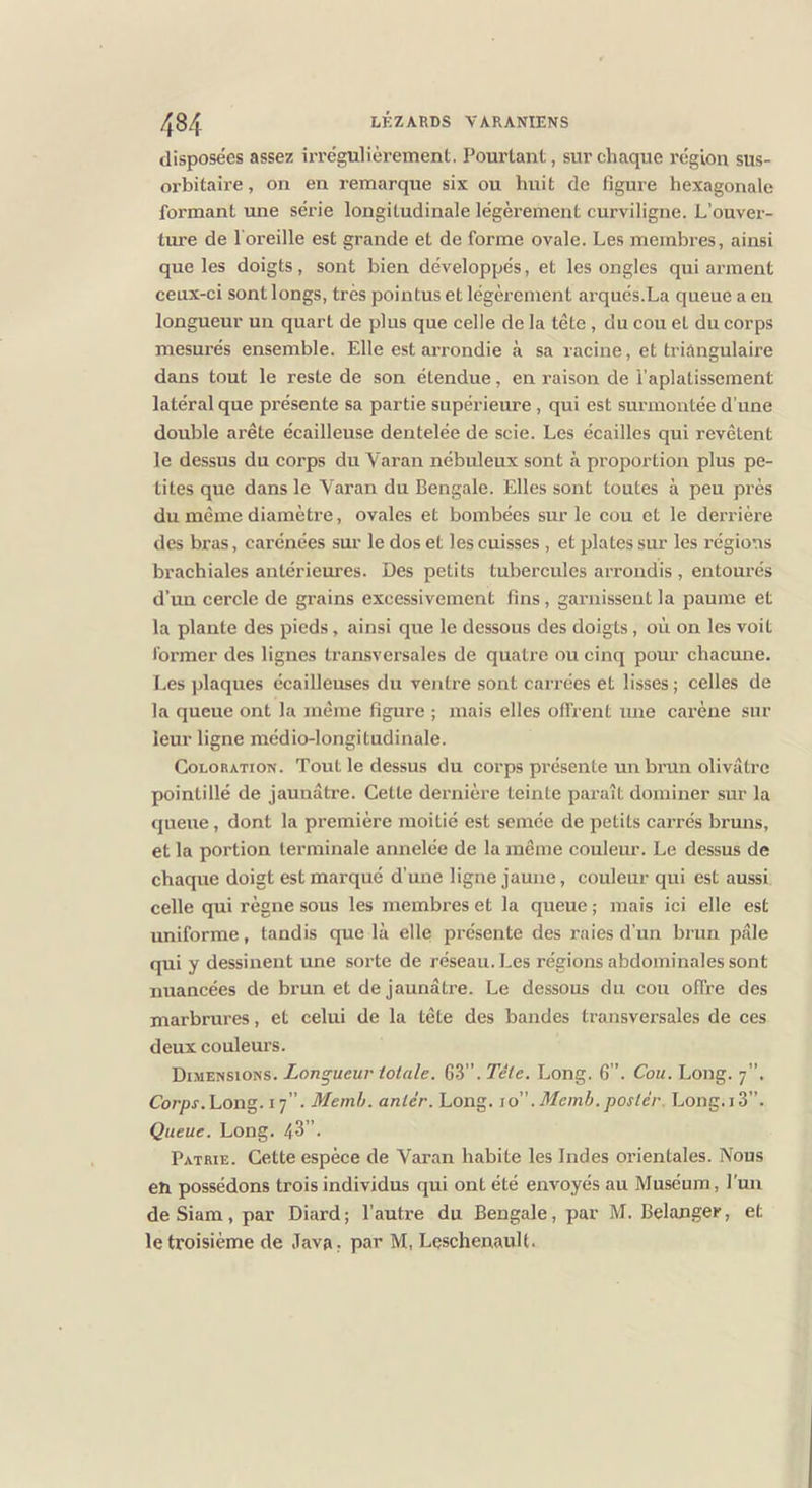 disposées assez irrégulièrement. Pourtant, sur chaque région sus- orbitaire , on en remarque six ou huit de figure hexagonale formant une série longitudinale légèrement curviligne. L’ouver- ture de l oreille est grande et de forme ovale. Les membres, ainsi que les doigts, sont bien développés, et les ongles qui arment ceux-ci sont longs, très pointus et légèrement arqués.La queue a eu longueur un quart de plus que celle de la tête, du cou et du corps mesurés ensemble. Elle est arrondie à sa racine, et triangulaire dans tout le reste de son étendue, en raison de l’aplatissement latéral que présente sa partie supérieure, qui est surmontée d'une double arête écailleuse dentelée de scie. Les écailles qui revêtent le dessus du corps du Varan nébuleux sont à proportion plus pe- tites que dans le Varan du Bengale. Elles sont toutes à peu près du même diamètre, ovales et bombées sur le cou et le derrière des bras, carénées sur le dos et les cuisses , et plates sur les régions brachiales antérieures. Des petits tubercules arrondis , entourés d’im cercle de grains excessivement fins, garnissent la paume et la plante des pieds, ainsi que le dessous des doigts, où on les voit former des lignes transversales de quatre ou cinq pour chacmie. Les plaques écailleuses du ventre sont carrées et lisses; celles de la queue ont la même figure ; mais elles offrent une carène sur leur ligne médio-longitudinale. Coloration. Tout le dessus du corps pi’ésente un brun olivâtre pointillé de jaunâtre. Cette dernière teinte paraît dominer sur la queue, dont la première moitié est semée de petits carrés bruns, et la portion terminale annelée de la même couleur. Le dessus de chaque doigt est marqué d’mie ligne jaune, couleur qui est aussi celle qui règne sous les membres et la queue ; mais ici elle est uniforme, tandis que là elle présente des raies d’un brun pâle qui y dessinent une sorte de réseau. Les régions abdominales sont nuancées de brun et de jaunâtre. Le dessous du cou offre des marbrui’es, et celui de la tête des bandes transversales de ces deux couleurs. Dimensions. Longueur totale. 63”. Tête. Long. 6”. Cou. Long. 7”. Corpr. Long. 17”. Memh. anlér. Long, jo. Memh. poster, Long.iS”. Queue. Long. 43”. Patrie. Cette espèce de Varan habite les Indes orientales. Nous eu possédons trois individus qui ont été envoyés au Muséum, l'un deSiam, par Diard; l’autre du Bengale, par M. Belanger, et le troisième de Java, par M, LçschenauU.
