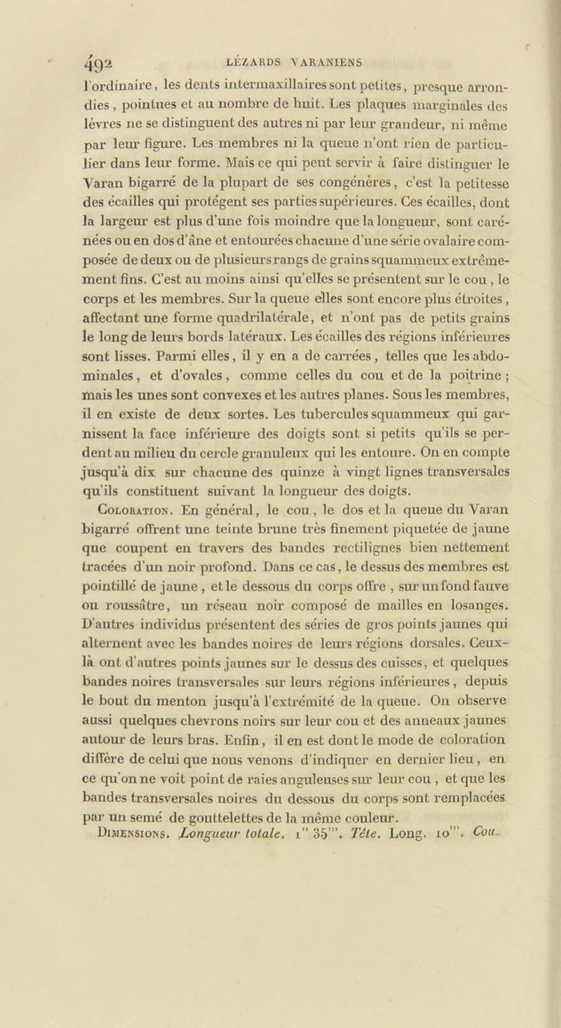 l’ordmaire, les dents intermaxillairessont petites, presque arron- dies , pointues et au nombre de huit. Les plaques marginales des lèvres ne se distinguent des autres ni par leur grandeur, ni même par lem' figure. Les membres ni la queue n’ont rien de particu- lier dans leur forme. Mais ce qui peut servir à faire distinguer le Varan bigarré de la plupart de ses congénères, c’est la petitesse des écailles qui protègent ses parties supérieures. Ces écailles, dont la largeur est plus d’une fois moindre que la longueur, sont caré- nées ou en dos d’âne et entourées chacmie d’une série ovalaire com- posée de deux ou de plusieurs rangs de grains squammeux extrême- ment fins. C’est au moins ainsi quelles se présentent sur le cou, le corps et les membres. Sur la queue elles sont encore plus étroites, affectant une forme quadrilatérale, et n’ont pas de petits grains le long de lem’s bords latéraux. Les écailles des régions inférieures sont lisses. Parmi elles, il y en a de carrées, telles que les abdo- minales , et d’ovales, comme celles du cou et de la poitrine ; mais les unes sont convexes et les autres planes. Sous les membres, il en existe de deux sortes. Les tubercules squammeux qui gar- nissent la face inférieure des doigts sont si petits qu’ils se per- dent au milieu du cercle granuleux qui les entoure. On en compte jusqu’à dix sur chacune des quinze à vingt lignes transversales qu’ils constituent suivant la longueur des doigts. CocoHATioN. En général, le cou, le dos et la queue du Vai-an bigarré offrent une teinte brune très finement piquetée de jaune que coupent en travers des bandes rectilignes bien nettement tracées d’un noir profond. Dans ce cas, le dessus des membres est pointillé de jaune, et le dessous du corps offre , sur un fond fauve ou roussâtre, un réseau noir composé de mailles en losanges. D’autres individus présentent des séries de gros points jaunes qui alternent avec les bandes noires de leurs régions dorsales. Ceux- là ont d’autres points jaunes sur le dessus des cuisses, et quelques bandes noires transversales sur leurs régions inférieures, depuis le bout du menton jusqu’à l’extrémité de la queue. On observe aussi quelques chevrons noirs sur lem* cou et des anneaux jaunes autour de leurs bras. Enfin, il en est dont le mode de coloration diffère de celui que nous venons d'indiquer en dernier lieu, en ce qu’on ne voit point de raies anguleuses sm.' leur cou , et que les bandes transversales noires du dessous du corps sont remplacées par un semé de gouttelettes de la même couleur. Dimensions. Longueur lotale, i” 35”’. Tête. Long. lo’”. Cou.