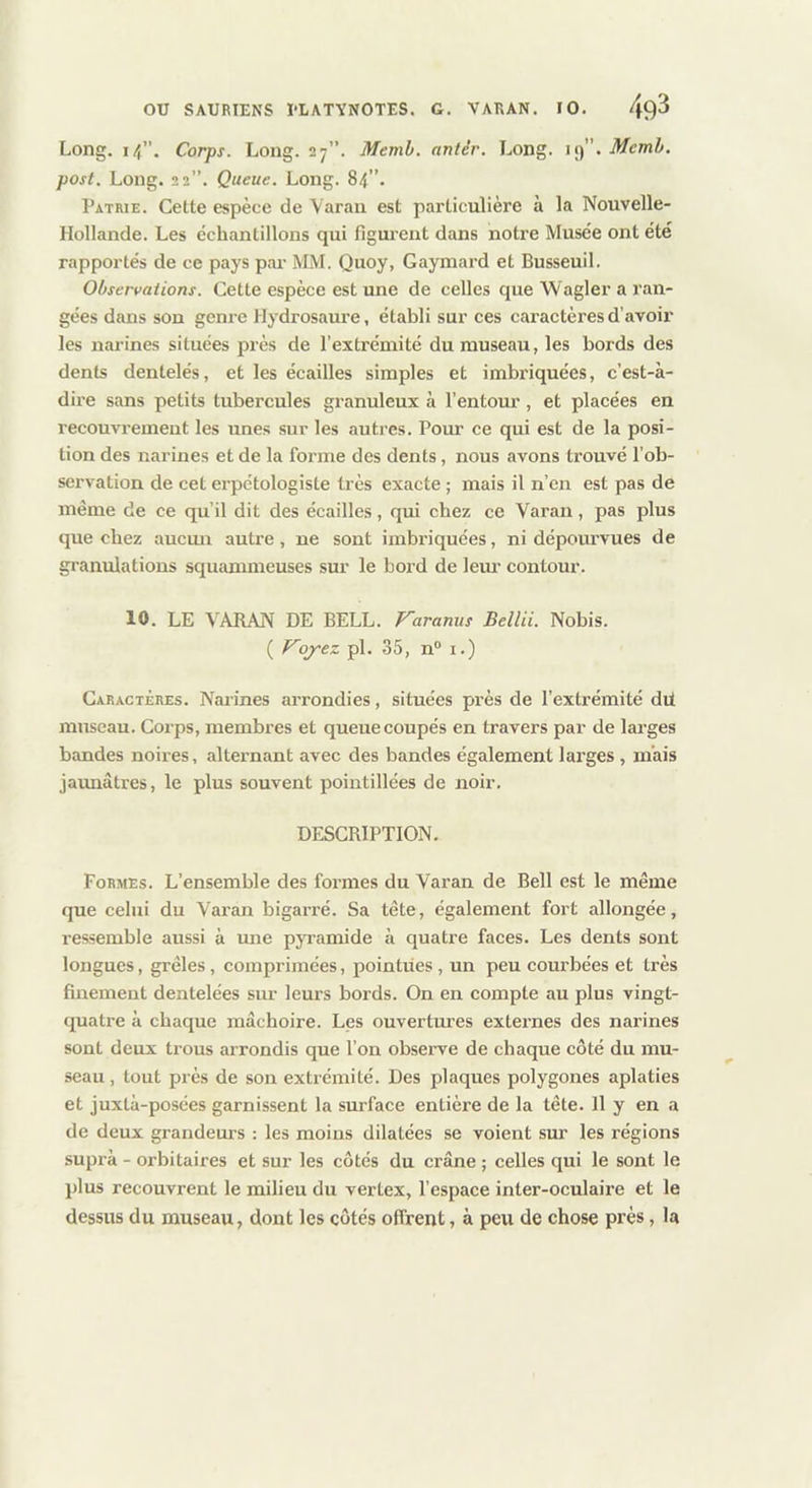 Long. 14”. Corps. Long. 27”. Memb. antêr. Long. u^'.Mcmh. post. Long. 22”. Queue. Long. 84”. Patrie. Cette espèce de Varan est particulière à la Nouvelle- Hollande. Les échantillons qui figui’eut dans notre Musée ont été rapportés de ce pays pai- MM. Quoy, Gaymard et Busseuil. Observations. Cette espèce est une de celles que Wagler a ran- gées dans son genre Hydrosaure, établi sur ces caractères d’avoir les narines situées près de l'extrémité du museau, les bords des dents dentelés, et les écailles simples et imbriquées, c’est-à- dire sans petits tubercules granuleux à l’entour , et placées en recouvrement les unes sur les autres. Pour ce qui est de la posi- tion des narines et de la forme des dents, nous avons trouvé l’ob- sei’vation de cet erpétologiste très exacte ; mais il n’en est pas de même de ce qu’il dit des écailles, qui chez ce Varan, pas plus que chez aucmi autre, ne sont imbriquées, ni dépourvues de granulations sqiiammeuses sur le bord de lem’ contour. 10. LE VARAN DE BELL. Varanus Bellii. Nobis. ( Vojrez pl. 35, n® i.) Caractères. Narines arrondies, situées près de l’extrémité dit museau. Corps, membres et queue coupés en travers par de larges bandes noires, alternant avec des bandes également larges , mais jaimâtres, le plus souvent pointillées de noir, DESCRIPTION. Formes. L’ensemble des formes du Varan de Bell est le même que celui du Varan bigarré. Sa tête, également fort allongée, ressemble aussi à une pyramide à quatre faces. Les dents sont longues, grêles, comprimées, pointues, un peu courbées et très finement dentelées sur leurs bords. On en compte au plus vingt- quatre à chaque mâchoire. Les ouvertures externes des narines sont deux trous arrondis que l’on observe de chaque côté du mu- seau , tout près de son extrémité. Des plaques polygones aplaties et juxtà-posées garnissent la surface entière de la tête. Il y en a de deux grandeurs : les moins dilatées se voient sur les régions supra - orbitaires et sur les côtés du crâne ; celles qui le sont le plus recouvrent le milieu du vertex, l’espace inter-oculaire et le dessus du museau, dont les côtés offrent, à peu de chose près, la