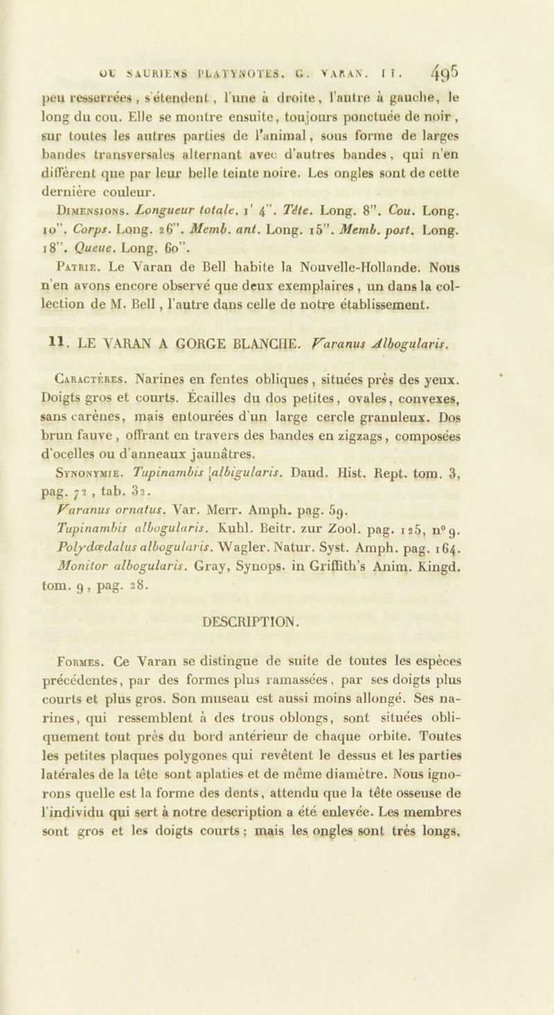 peu retibeiTées , s’étendent, l’iine à droite, l’autre ù gauche, le long du cou. Elle se montre ensuite, toujours ponctuée de noir , sur toutes les autres parties de l’animal, sous forme de larges bandes transversales alternant avec d'autres bandes, qui n'en diffèrent que par leur belle teinte noire. Les ongles sont de cette dernière couleur. Dimensions. Longueur totale, i’ 4 ”• Tête. Long. 8. Cou. Long. 10”. Corps. Long. 26”. Mcmb. ant. Long. i5”. Memb. post. Long. 18”. Queue. Long. Go”. Patrie. Le Varan de Bell habite la Nouvelle-Hollande. Nous n’en avons encore observé que deux exemplaires , un dans la col- lection de M. Bell, l’autre dans celle de notre établissement. 11. LE VARAN A GORGE BLANCHE. Karanus Albogularis. Caractères. Narines en fentes obliques, situées près des yeux. Doigts gros et courts. Écailles du dos petites, ovales, convexes, sans carènes, mais entourées d’un large cercle granuleux. Dos brun fauve , offrant en travers des bandes en zigzags, composées d’ocelles ou d’anneaux jaunâtres. Synontmie. Tupinambis [albigularis. Daud. Hist. Rept. tom. 3, pag. 72 , tab. 82. F~aranus ornatus. Var. Merr. Amph. pag. 69. Tupinambis albogularis. Ruhl. Beitr. zur Zool. pag. 126, n^g. Pol^dœdalus albogularis. Wagler. Natur. Syst. Amph. pag. 164. Monitor albogularis. Gray, Synops. in GrifTith’s Anira. Kingd. tom. 9 , pag. 28. DESCRIPTION. Formes. Ce Varan se distingue de suite de toutes les espèces précédentes, par des formes plus ramassées, par ses doigts plus courts et plus gros. Son museau est aussi moins allongé. Ses na- rines, qui ressemblent à des trous oblongs, sont situées obli- quement tout près du bord antérieur de chaque orbite. Toutes les petites plaques polygones qui revêtent le dessus et les parties latérales de la tête sont aplaties et de même diamètre. Nous igno- rons quelle est la forme des dents, attendu que la tête osseuse de l’individu qui sert à notre description a été enlevée. Les membres sont gros et les doigts courts ; mais les ongles sont très longs.