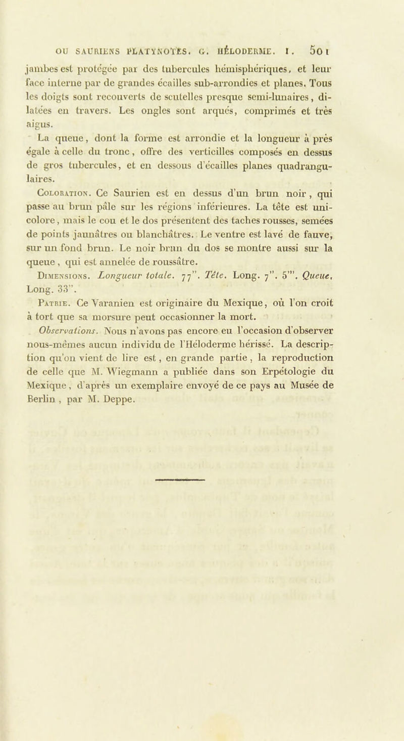 jambes est piotcgée par des tubercules hémisphériques, et leur face interue par de grandes écailles sub-arrondies et planes. Tous les doigts sont recouverts de scutelles presque semi-lunaires, di- latées en travers. Les ongles sont arqués, comprimés et très aigus. La queue, dont la forme est arrondie et la longueur à près égale à celle du tronc, offre des verticilles composés en dessus de gros tubercules, et en dessous d’écailles planes quadrangu- laires. Coloration. Ce Saurien est en dessus d’un brun noir, qui passe au brun pâle sur les régions inférieures. La tête est uni- colore, mais le cou et le dos présentent des taches rousses, semées de points jaunâtres ou blanchâtres. Le ventre est lavé de fauve, sur un fond brun. Le noir brun du dos se montre aussi sur la queue, qui est annelée de roussâtre. Dimensions. Longueur totale. 77”. Tête. Long. 7. 5”’. Queue, Long. 33”. Patrie. Ce Yaranien est originaire du Mexique, où l’on croit à tort que sa morsure peut occasionner la mort. Observations. Nous n’avons pas encore eu l’occasion d’observer nous-mêmes aucun individu de l’Héloderme hérissé. La descrip- tion qu’on vient de lire est, en grande partie , la reproduction de celle que M. Wiegmann a publiée dans son Erpétologie du Mexique, d’après un exemplaire envoyé de ce pays au Musée de Berlin , par M. Deppe.