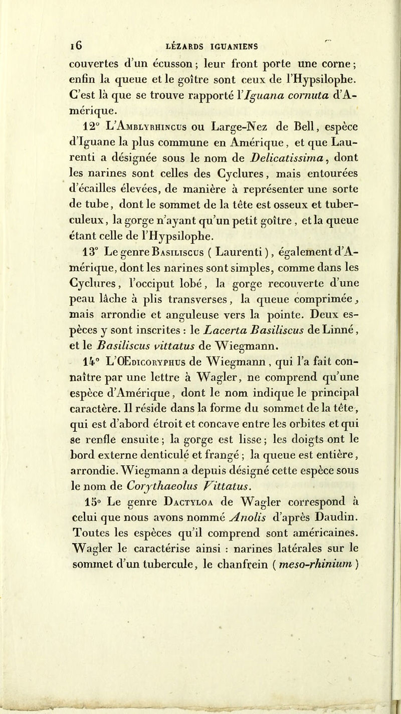 couvertes d’un écusson ; leur front porte une corne ; enfin la queue et le goître sont ceux de l’Hypsilophe. C’est là que se trouve rapporté Ylguana cornuta d’A- mérique. 12° L’Amblyrhincus ou Large-Nez de Bell, espèce d’iguane la plus commune en Amérique, et que Lau- renti a désignée sous le nom de Delicatissima, dont les narines sont celles des Cyclures, mais entourées d écailles élevées, de manière à représenter une sorte de tube, dont le sommet de la tête est osseux et tuber- culeux , la gorge n’ayant qu’un petit goitre , et la queue étant celle de l’Hypsilophe. 13° Le genre Basiliscus ( Laurenti), également d’A- mérique, dont les narines sont simples, comme dans les Cyclures, l’occiput lobé, la gorge recouverte d’une peau lâche à plis transverses, la queue comprimée, mais arrondie et anguleuse vers la pointe. Deux es- pèces y sont inscrites : le Lacerta Basiliscus de Linné, et le Basiliscus vittatus de Wiegmann. 14° L’OEdicoryphus de Wiegmann , qui l’a fait con- naître par une lettre à Wagler, ne comprend qu’une espèce d’Amérique, dont le nom indique le principal caractère. Il réside dans la forme du sommet de la tête, qui est d’abord étroit et concave entre les orbites et qui se renfle ensuite; la gorge est lisse; les doigts ont le bord externe denticulé et frangé ; la queue est entière, arrondie. Wiegmann a depuis désigné cette espèce sous le nom de Coiytliaeolus Vittatus. 15° Le genre Dactylo a de Wagler correspond à celui que nous avons nommé Anolis d’après Daudin. Toutes les espèces qu’il comprend sont américaines. Wagler le caractérise ainsi : narines latérales sur le sommet d’un tubercule, le chanfrein ( meso-rhinium )