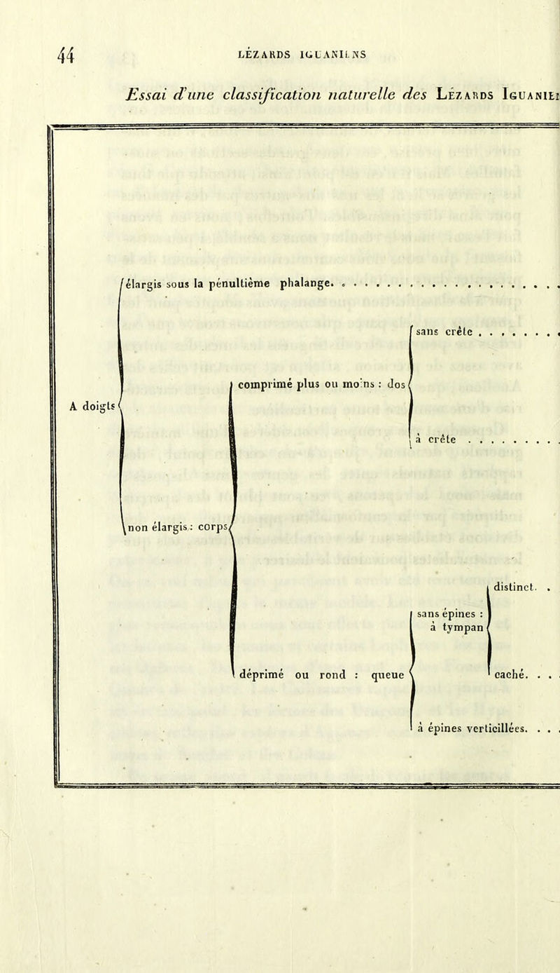 Essai d’une classification naturelle des Lézakds Iguaniei /élargis sous la pénultième phalange. f sans crête A doi comprimé plus ou moins : dos ( à crête ^non élargis : corps distinct. sans epmes : à tympan t déprimé ou rond : queue caché. à épines verticillées. . . ,