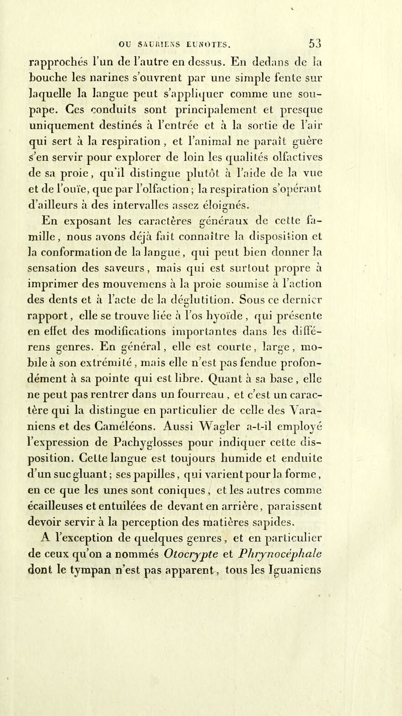rapprochés l’un (le l’autre en dessus. En dedans de la bouche les narines s’ouvrent par une simple fente sur laquelle la langue peut s’appliquer comme une sou- pape. Ces conduits sont principalement et presque uniquement destinés à l’entrée et à la sortie de l’air qui sert à la respiration, et l’animal ne paraît guère s’en servir pour explorer de loin les qualités olfactives de sa proie, qu’il distingue plutôt à l’aide de la vue et de l’ouïe, que par l’olfaction ; la respiration s’opérant d’ailleurs à des intervalles assez éloignés. O En exposant les caractères généraux de cette fa- mille, nous avons déjà fait connaître la disposition et la conformation de la langue, qui peut bien donner la sensation des saveurs, mais qui est surtout propre à imprimer des mouvemcns à la proie soumise à l’action des dents et à l’acte de la déglutition. Sous ce dernier rapport, elle se trouve liée à l’os hyoïde , qui présente en effet des modifications importantes dans les diff’é- rens genres. En général, elle est courte, large, mo- bile à son extrémité , mais elle n’est pas fendue profon- dément à sa pointe qui est libre. Quant à sa base , elle ne peut pas rentrer dans un fourreau , et c’est un carac- tère qui la distingue en particulier de celle des Vara- niens et des Caméléons. Aussi Wagler a-t-il employé l’expression de Pachyglosscs pour indiquer cette dis- position. Celte langue est toujours humide et enduite d’un suc gluant; ses papilles, qui varient pour la forme, en ce que les unes sont coniques, et les autres comme écailleuses et entuilées de devant en arrière, paraissent devoir servir à la perception des matières sapides. A l’exception de quelques genres, et en particulier de ceux qu’on a nommés Otocrypte et Phrynocèphale dont le tympan n’est pas apparent, tous les Iguaniens