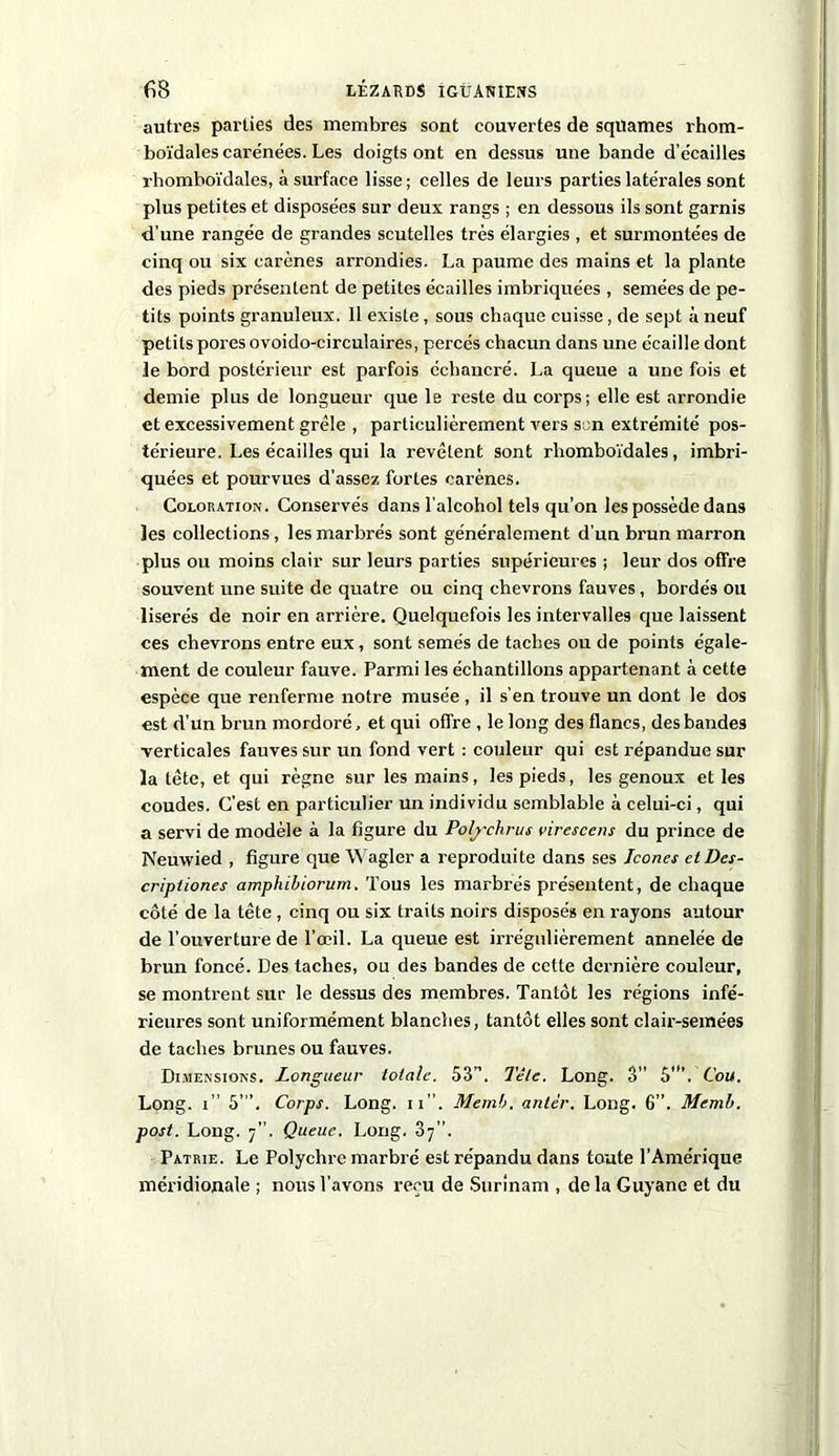 autres parties des membres sont couvertes de squames rhom- boïdales carénées. Les doigts ont en dessus une bande d’ëcailles rhomboïdales, à surface lisse; celles de leurs parties latérales sont plus petites et disposées sur deux rangs ; en dessous ils sont garnis d’une rangée de grandes scutelles très élargies , et surmontées de cinq ou six carènes arrondies. La paume des mains et la plante des pieds présentent de petites écailles imbriquées , semées de pe- tits points granuleux. 11 existe, sous chaque cuisse, de sept à neuf petits pores ovoido-circulaires, percés chacun dans une écaille dont le bord postérieur est parfois écliancré. La queue a une fois et demie plus de longueur que le reste du corps; elle est arrondie et excessivement grêle , particulièrement vers son extrémité pos- térieure. Les écailles qui la revêtent sont rhomboïdales, imbri- quées et pourvues d’assez fortes carènes. Coloration. Conservés dans l'alcohol tels qu'on les possède dans les collections, les marbrés sont généralement d’un brun marron plus ou moins clair sur leurs parties supérieures ; leur dos offre souvent une suite de quatre ou cinq chevrons fauves , bordés ou liserés de noir en arrière. Quelquefois les intervalles que laissent ces chevrons entre eux, sont semés de taches ou de points égale- ment de couleur fauve. Parmi les échantillons appartenant à cette espèce que renferme notre musée , il s’en trouve un dont le dos est d’un brun mordoré, et qui offre , le long des flancs, des bandes verticales fauves sur un fond vert : couleur qui est répandue sur la tête, et qui règne sur les mains, les pieds, les genoux et les coudes. C’est en particulier un individu semblable à celui-ci, qui a servi de modèle à la figure du Polychrus virescens du prince de Neuwied , figure que Wagler a reproduite dans ses Icônes etDes- criptiones amphibiorum. Tous les marbrés présentent, de chaque côté de la tête, cinq ou six traits noirs disposés en rayons autour de l’ouverture de l’œil. La queue est irrégulièrement annelée de brun foncé. Des taches, ou des bandes de cette dernière couleur, se montrent sur le dessus des membres. Tantôt les régions infé- rieures sont uniformément blanches, tantôt elles sont clair-semées de taches brunes ou fauves. Dimensions. Longueur totale. 53”. Tète. Long. 3” 5'”. Cou. Long, i” 5”’. Corps. Long. n”. Memb. anlér. Long. 6”. Memb. post. Long. 7”. Queue. Long. 37”. Patrie. Le Polychre marbré est répandu dans toute l’Amérique méridionale ; nous l’avons reçu de Surinam , de la Guyane et du