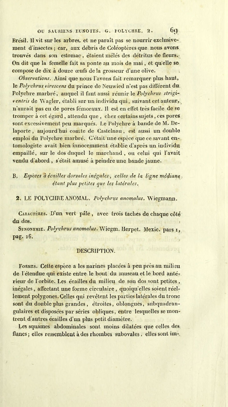 Brésil. Il vit sur les arbres, et ne paraît pas se nourrir exclusive* ment d’insectes ; car, aux débris de Coléoptères que nous avons trouvés dans son estomac, étaient mêlés des détritus de fleurs. On dit que la femelle fait sa ponte au mois de mai, et quelle se compose de dix à douze œufs de la grosseur d’une olive. Observations. Ainsi que nous l'avons fait remarquer plus haut, le Polychrus virescens du prince de Neuwied n’est pas différent du Polychre marbré, auquel il faut aussi réunir le Polychrus strigi- vent ris de Wagler, établi sur un individu qui, suivant cet auteur, n’aurait pas eu de pores fémoraux. 11 est en effet très facile de se tromper à cet égard , attendu que , chez certains sujets , ces pores sont excessivement peu marqués. Le Polychre à bande de M. De- laporte , aujourd’hui comte de Castelnau, est aussi un double emploi du Polychre marbré. C’était une espèce que ce savant en- tomologiste avait bien innocemment établie d’après un individu empaillé, sur le dos duquel le marchand, ou celui qui l'avait vendu d’abord , s’était amusé à peindre une bande jaune. B, Espèces à écailles dorsales inégales, celles de la ligne médiane étant plus petites que les latérales. 2. LE POLYCHRE ANOMAL, Polychrus anomalus, Wiegmann. Caractères. D’un vert pâle , avec trois taches de chaque côté du dos. Synonymie. Polychrus anomalus. Wiegm. Herpet. Mexic. pars 1, pag. 26. DESCRIPTION. Formes. Cette espèce a les narines placées à peu près au milieu de l’étendue qui existe entre le bout du museau et le bord anté- rieur de l’orbite. Les écailles du milieu de son dos sont petites , inégales, affectant une forme circulaire , quoiqu’elles soient réel- lement polygones. Celles qui revêtent les parties latérales du tronc sont du double plus grandes , étroites, oblongues, subquadran- gulaires et disposées par séries obliques, entre lesquelles se mon- trent d’autres écailles d’un plus petit diamètre. Les squames abdominales sont moins dilatées que celles des flancs ; elles ressemblent à des rhombes subovales, elles sont iin-