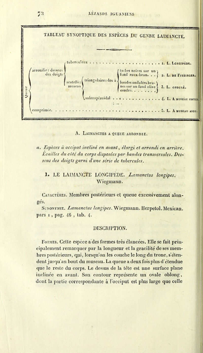 LEZARDS ÏGUAÎUENS TABLEAU SYNOPTIQUE DES ESPÈCES DU GENRE LAWANCTE. 'arrondie: dessous des doiats 1 tuberculeux . , » • 1. L. I.OKGii'tnt. f taches noires sur un \ / ! i l'ond roux-brun. . . [ 3. L. DE PlTZINGER. f scutellé:( ^angulaire;dos à , ( bandes ondulées bru- A museau J | nés sur un Tond olive V 3. L, ONDULÉ. 1 [ cendré \ ^sublrnpézoïdal \ comprimée. 4. L. A MUSEAU OBTUS. 5. L. A MUSEAU AIGU. A. Laimanctes a queue arrondie. a. Espèces à occiput incliné en avant, élargi et arrondi en arrière. Ecailles du côté du corps disposées par bandes transversales. Des» sous des doigts garni d'une série de tubercules. J. LE LAIMANCTE LONG1PÉDE. Livmançlus longipes, Wiegmann. Caractères. Membres postérieurs et queue excessivement alon- gés. SvNONYiMiE. Lœmanctus longipes. Wiegmann. Hcrpetol. Mexican. pars 1 , pag. 46 , tab. 4. DESCRIPTION. Formes. Cette espèce a des formes très élancées. Elle se fait prin- cipalement remarquer par la longueur et la gracilité de ses mem- bres postérieurs, qui, lorsqu’on les couche le long du tronc, s’éten- dent jusqu’au bout du museau. La queue a deux fois plus d’étendue que le reste du corps. Le dessus de la tête est une surface plane inclinée en avant. Son contour représente un ovale oblong, dont la partie correspondante à l’occiput est plus large que celle