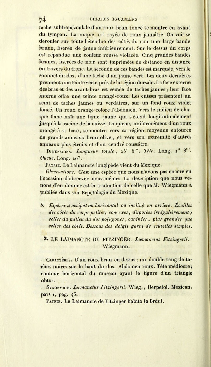 tache subtrapézoïdale d’un roux brun foncé se montre en avant du tympan. La nuque est rayée de roux jaunâtre. On voit se dérouler sur toute l'étendue des côtés du cou une large bande brune, liserée de jaune inférieurement. Sur le dessus du corps est répandue une couleur rousse violacée. Cinq grandes bandes brunes, liserées de noir sont imprimées de distance en distance en travers du tronc. La seconde de ces bandes est marquée, vers le sommet du dos, d’une tache d’un jaune vert. Les deux dernières prennent une teinte verte près de la région dorsale. La face externe des bras et des avant-bras est semée de taches jaunes ; leur face interne offre une teinte orangé-roux. Les cuisses présentent un semi de taches jaunes ou verdâtres, sur un fond roux violet foncé. Un roux orangé colore l’abdomen. Vers le milieu de cha- que flanc naît une ligne jaune qui s’étend longitudinalement jusqu’à la racine de la cuisse. La queue, uniformément d’un roux orangé à sa base, se montre vers sa région moyenne entourée de grands anneaux brun olive , et vers son extrémité d’autres anneaux plus étroits et d’un cendré roussâtre. Dimensions. Longueur totale, 25” 5 ”. Tête. Long. \ 8 . Queue. Long. 20”. Patrie. Le Laimancte longipède vient du Mexique. Observations. C’est une espèce que nous n’avons pas encore eu l’occasion d’observer nous-mêmes. La description que nous ve- nons d’en donner est la traduction de celle que M. Wiegmann a publiée dans son Erpétologie du Mexique. b. Espèces à occiput ou horizontal ou incliné en arrière. Ecailles des côtés du corps petites, convexes, disposées irrégulièrement ; celles du milieu du dos polygones , carénées , plus grandes que celles des côtés. Dessous des doigts garni de scutellcs simples. 2. LE LAIMANCTE DE F1TZINGER. Lœmanctus Fitzingerii. Wiegmann. Caractères. D’un roux brun en dessus ; un double rang de ta- ches noires sur le haut du dos. Abdomen roux. Tête médiocre; contour horizontal du museau ayant la figure d’un triangle obtus. Synonymie. Lœmanctus Fitzingerii. Wieg., Herpetol. Mexican. pars 1, pag. 46. Patrie. Le Laimancte de Fitzinger habite le Brésil.