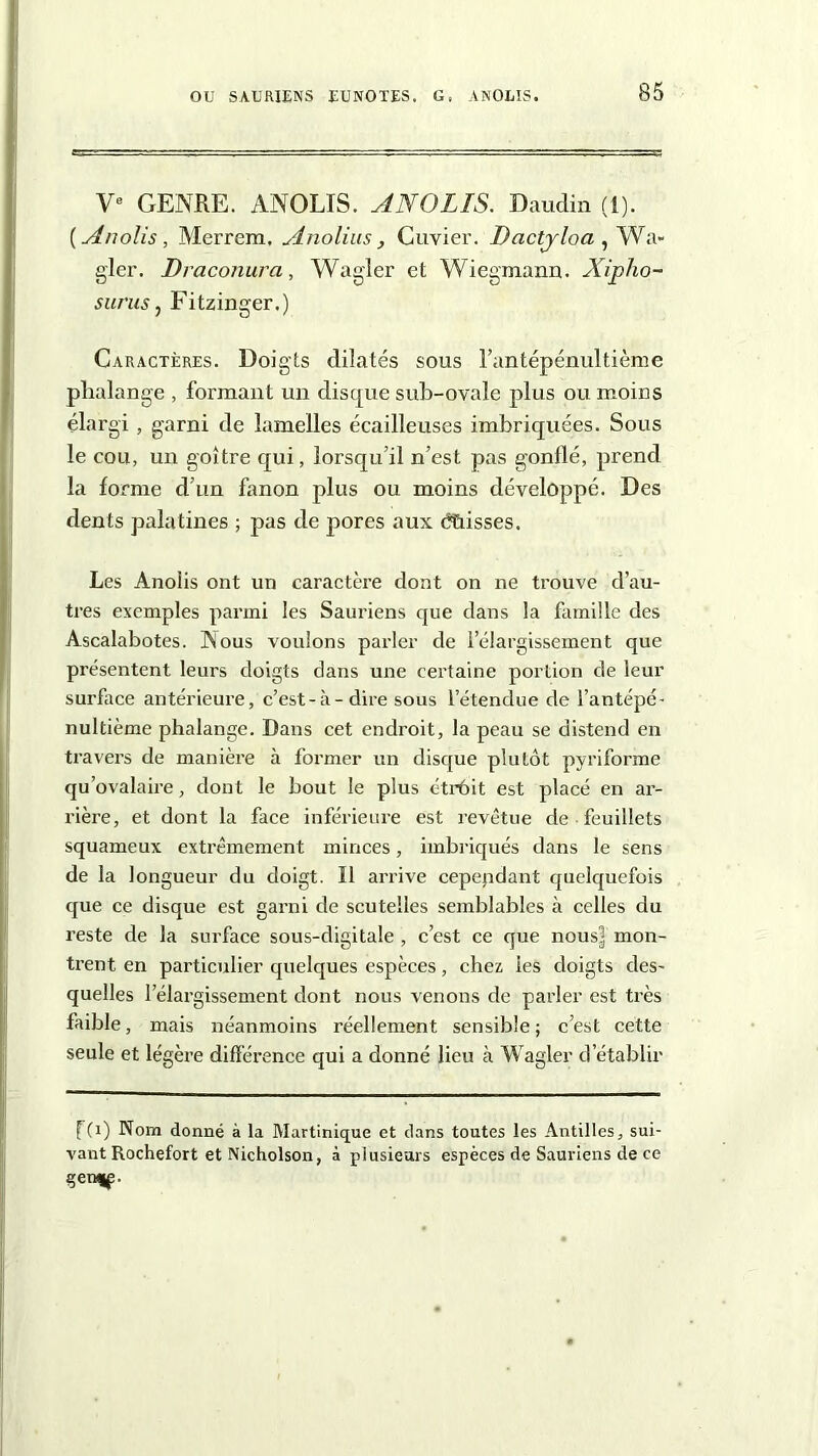 Ve GENRE. ANOLIS. ANOLIS. Daudin (1). ( Anolis, Merrem, Anolius , Cuvier. Dactrloa , Wa- gler. Dracornira, Wagler et Wiegmann. Xipho- surus, Fitzinger.) Caractères. Doigts dilatés sous l’antépénultième plialange , formant un disque sub-ovale plus ou moins élargi , garni de lamelles écailleuses imbriquées. Sous le cou, un goitre qui, lorsqu’il n’est pas gonflé, prend la forme d’un fanon plus ou moins développé. Des dents palatines ; pas de pores aux dtiisses. Les Anolis ont un caractère dont on ne trouve d’au- tres exemples parmi les Sauriens que dans la famille des Ascalabotes. Nous voulons parler de l’élargissement que présentent leurs doigts dans une certaine portion de leur surlace antérieure, c’est-à-dire sous l’étendue de l’antépé- nultième phalange. Dans cet endroit, la peau se distend en travers de manière à former un disque plutôt pyriforme qu’ovalaire, dont le bout le plus étrôit est placé en ar- rière, et dont la face inférieure est revêtue de feuillets squameux extrêmement minces, imbriqués dans le sens de la longueur du doigt. Il arrive cependant quelquefois que ce disque est garni de scutelles semblables à celles du reste de la surface sous-digitale , c’est ce que nous^ mon- trent en particulier quelques espèces, chez les doigts des- quelles l’élargissement dont nous venons de parler est très faible, mais néanmoins réellement sensible ; c’est cette seule et légère différence qui a donné lieu à Wagler d’établir fC1) Nom donné à la Martinique et dans toutes les Antilles, sui- vant Rochefort etNicholson, à plusieurs espèces de Sauriens de ce çen^f.