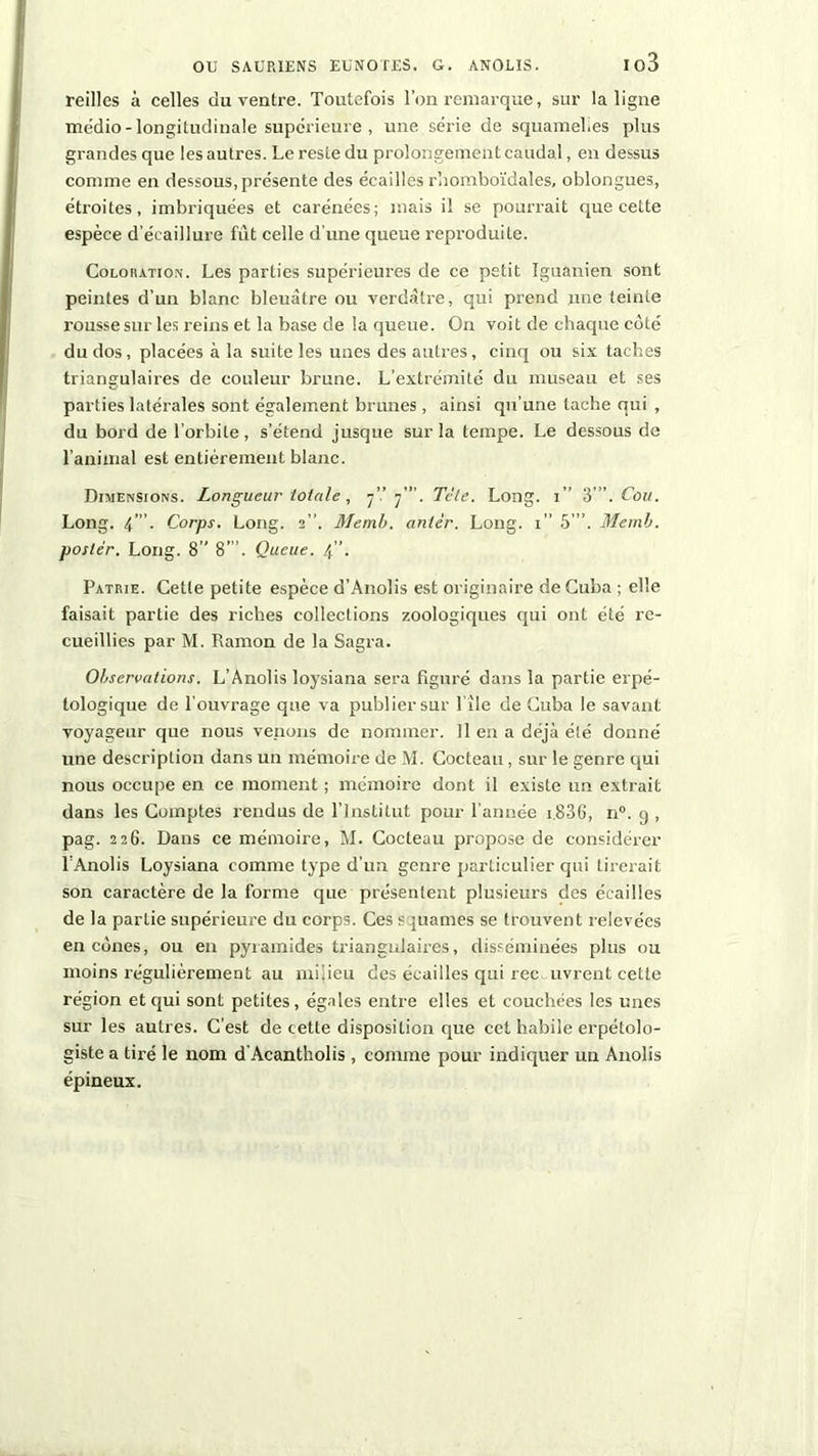 reilles à celles du ventre. Toutefois l’on remarque, sur la ligne médio-longitudinale supérieure , une série de squamelies plus grandes que les autres. Le reste du prolongement caudal, en dessus comme en dessous, présente des écailles fhomboïdales, oblongues, éti’oites, imbriquées et carénées; mais il se pourrait que cette espèce d’écaillure fût celle d’une queue reproduite. Coloration. Les parties supérieures de ce petit Iguanien sont peintes d’un blanc bleuâtre ou verdâtre, qui prend jme teinte rousse sur les reins et la base de la queue. On voit de chaque côté du dos, placées à la suite les unes des autres, cinq ou six taches triangulaires de couleur brune. L’extrémité du museau et ses parties latérales sont également brunes, ainsi qu’une tache qui , du bord de l’orbite, s’étend jusque sur la tempe. Le dessous de l’animal est entièrement blanc. Dimensions. Longueur totale, 7” 7”’. Tète. Long. 1” 3 '.Cou. Long. 4’”. Corps. Long. 2”. Memb. antèr. Long. 1” 5’”. Memb. poster. Long. 8” 8”’. Queue. 4”. Patrie. Cette petite espèce d’Anolis est originaire de Cuba ; elle faisait partie des riches collections zoologiques qui ont été re- cueillies par M. Ramon de la Sagra. Observations. L’Anolis loysiana sera figuré dans la partie erpé- tologique de l'ouvrage que va publier sur f ile de Cuba le savant voyageur que nous venons de nommer. Il en a déjà été donné une description dans un mémoire de M. Cocteau, sur le genre qui nous occupe en ce moment ; mémoire dont il existe un extrait dans les Comptes rendus de l’Institut pour l’année 1.806, n°. 9 , pag. 226. Dans ce mémoire, M. Cocteau propose de considérer f Anolis Loysiana comme type d’un genre particulier qui tirerait son caractère de la forme que présentent plusieurs des écailles de la partie supérieure du corps. Ces squames se trouvent relevées en cônes, ou en pyramides triangulaires, disséminées plus ou moins régulièrement au milieu des écailles qui rec livrent cette région et qui sont petites, égales entre elles et couchées les unes sur les autres. C’est de cette disposition que cct habile erpétolo- giste a tiré le nom d'Acantholis , comme pour indiquer un Anolis épineux.